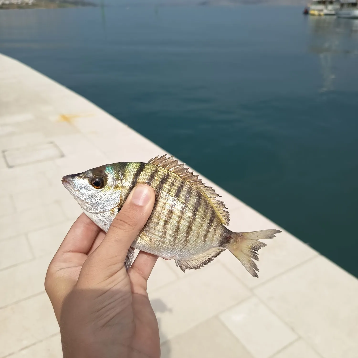 The most recent Sharpsnout seabream catches on Fishbrain