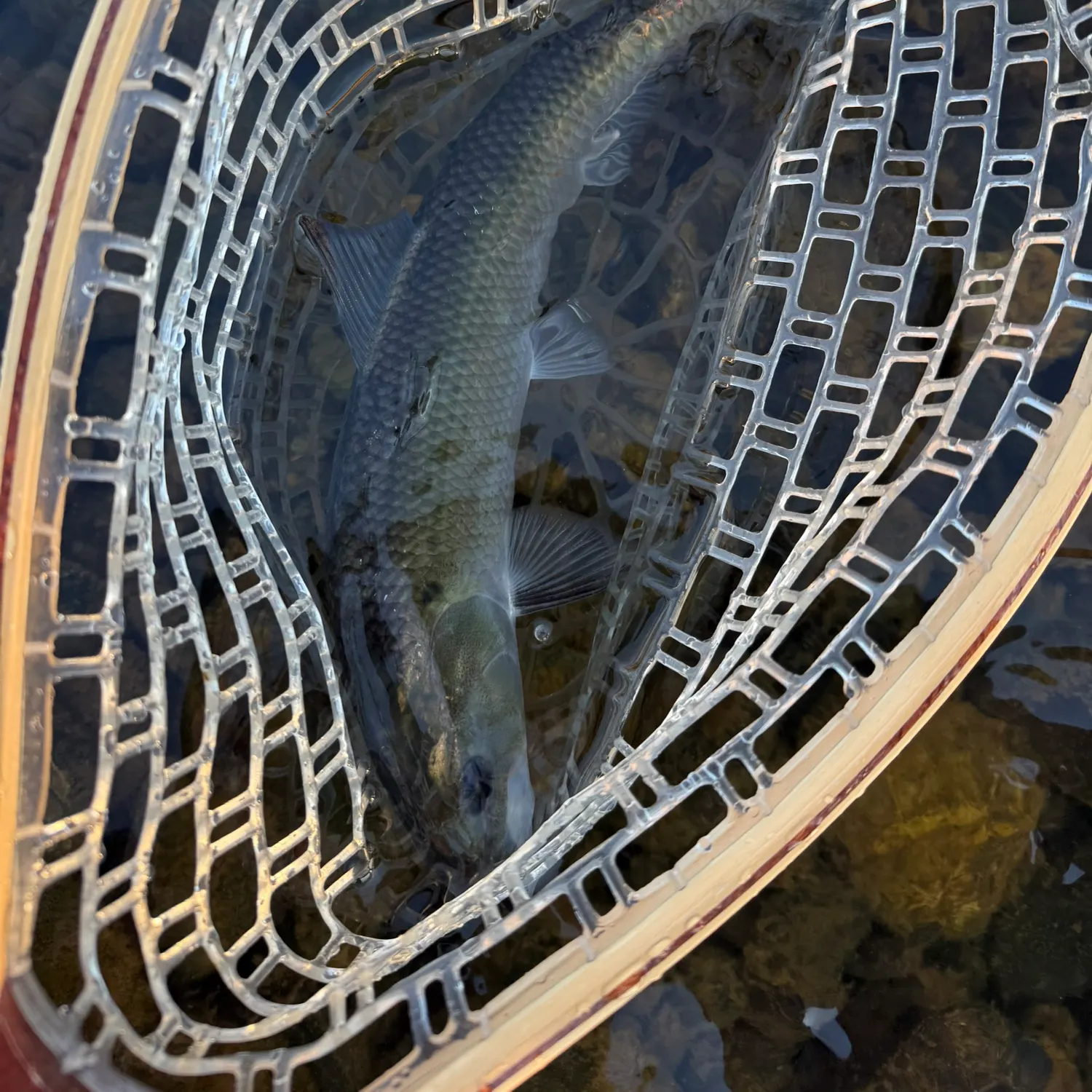 The most recent American shad catches on Fishbrain
