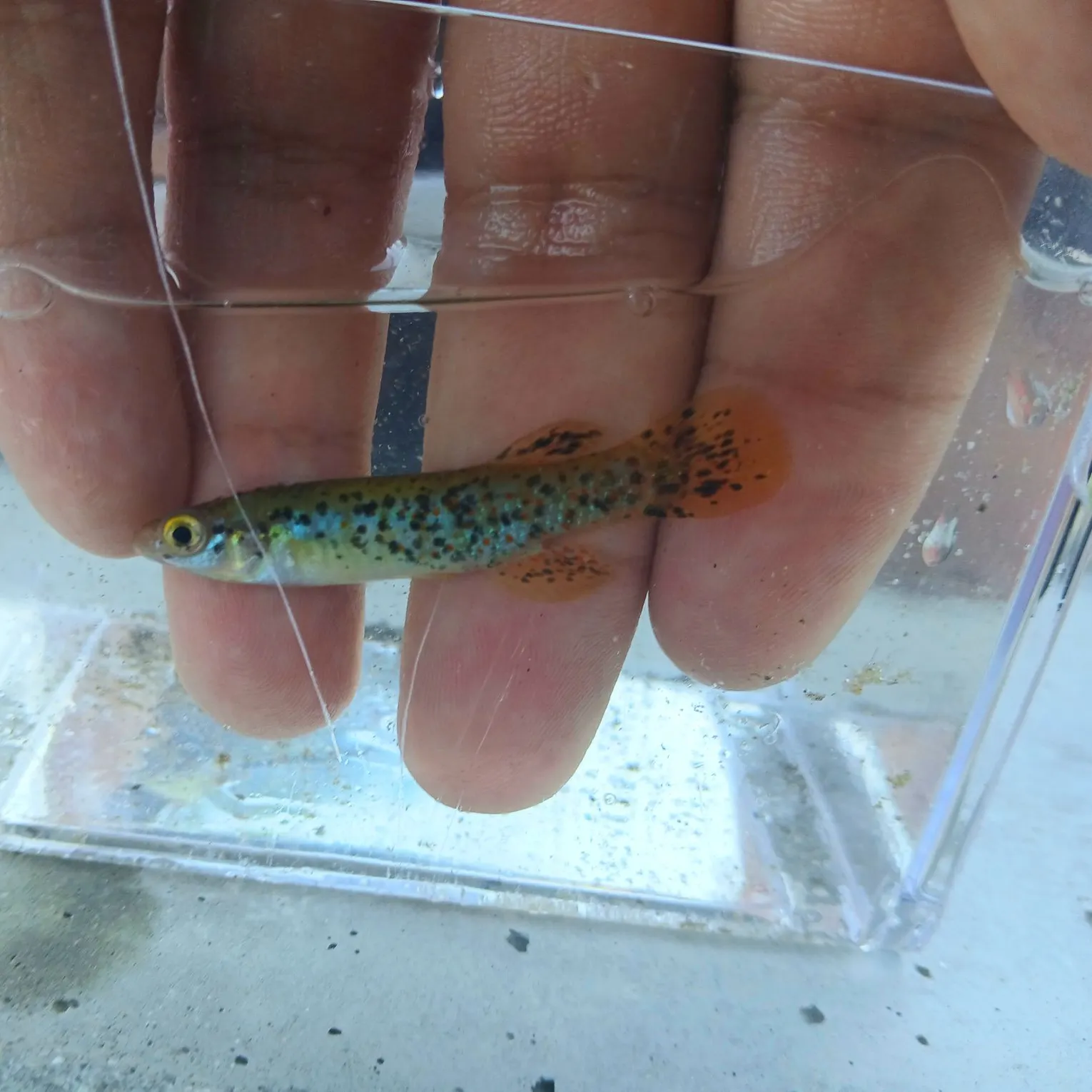 The most recent Golden topminnow catches on Fishbrain