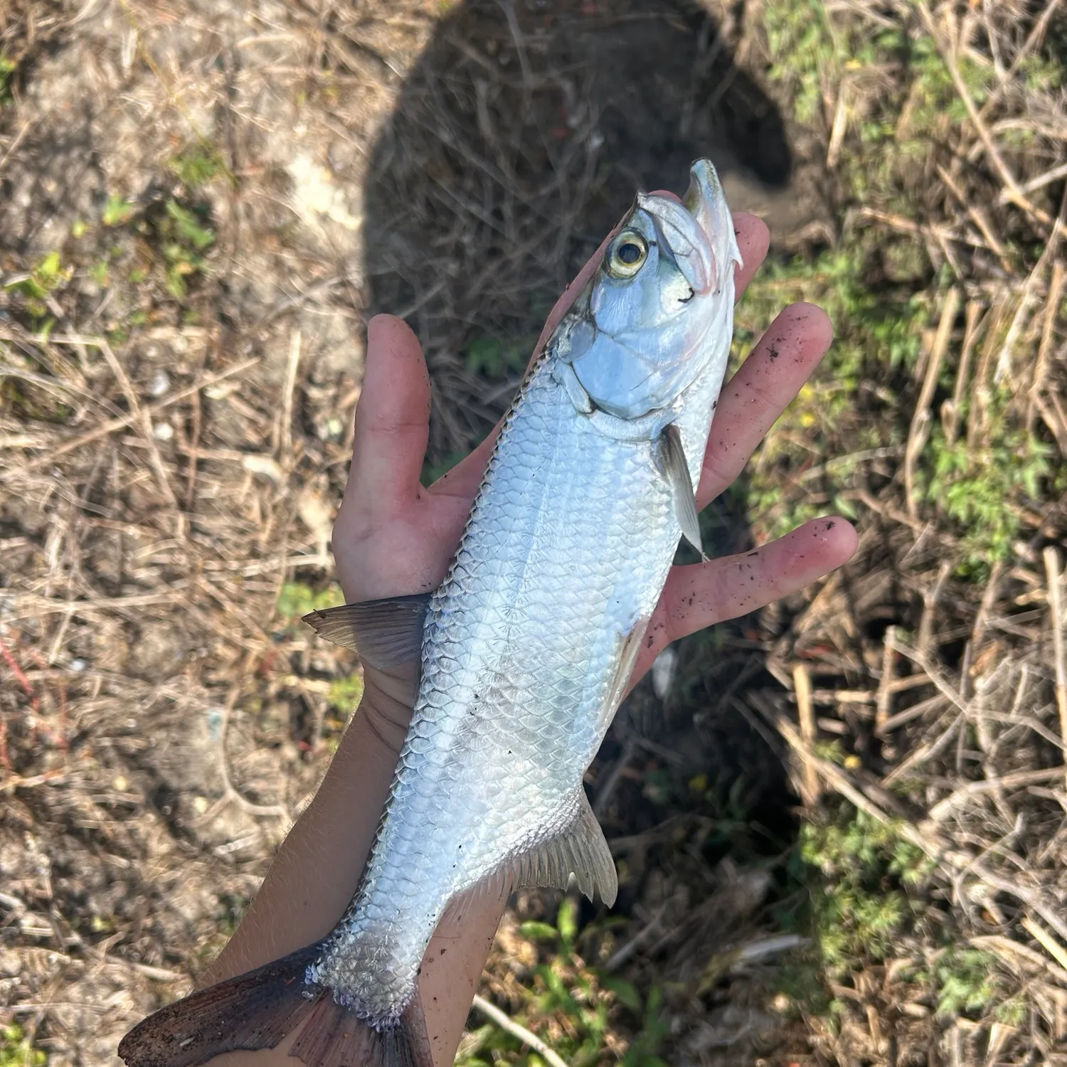 Tarpon caught on Fishbrain