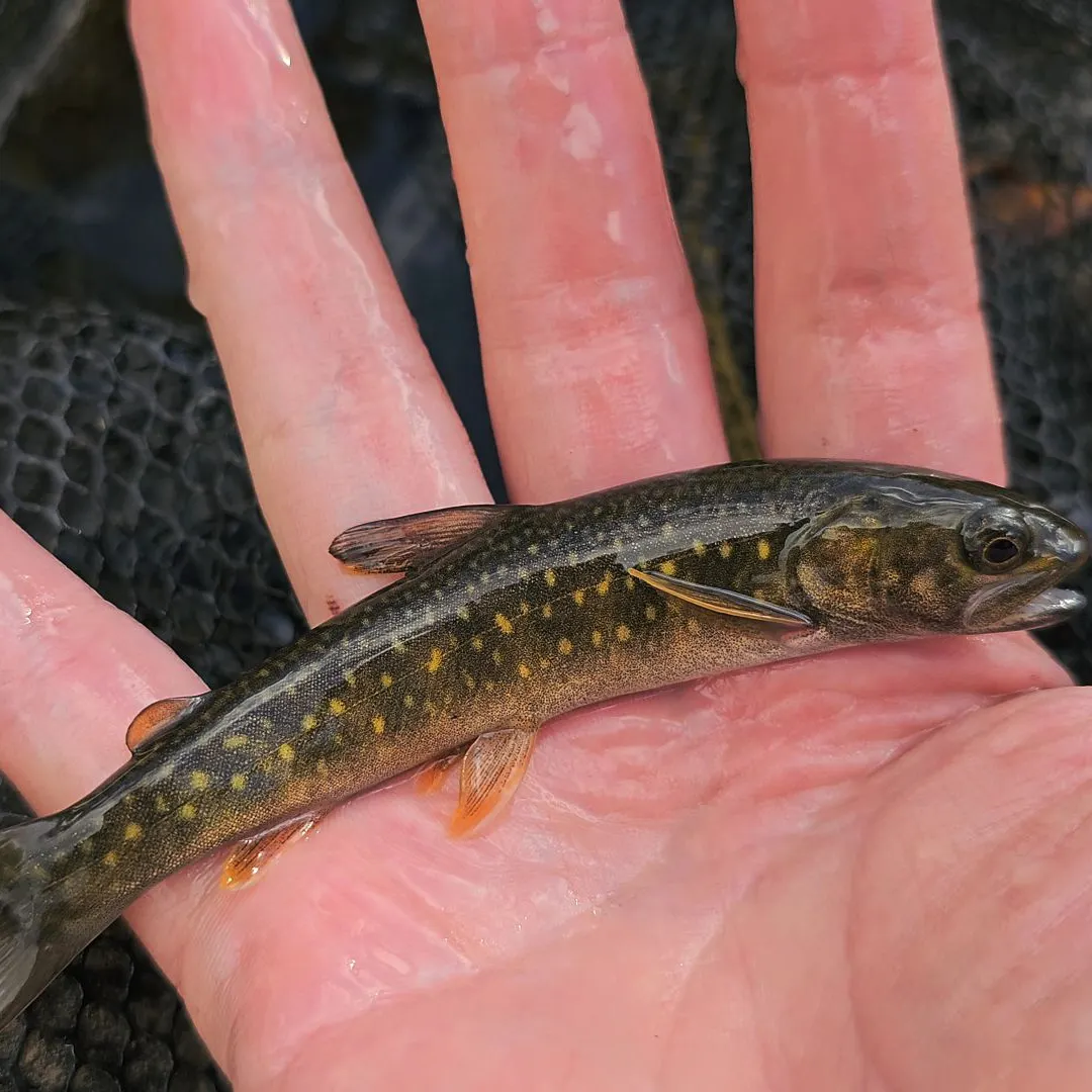 Bull trout caught on Fishbrain