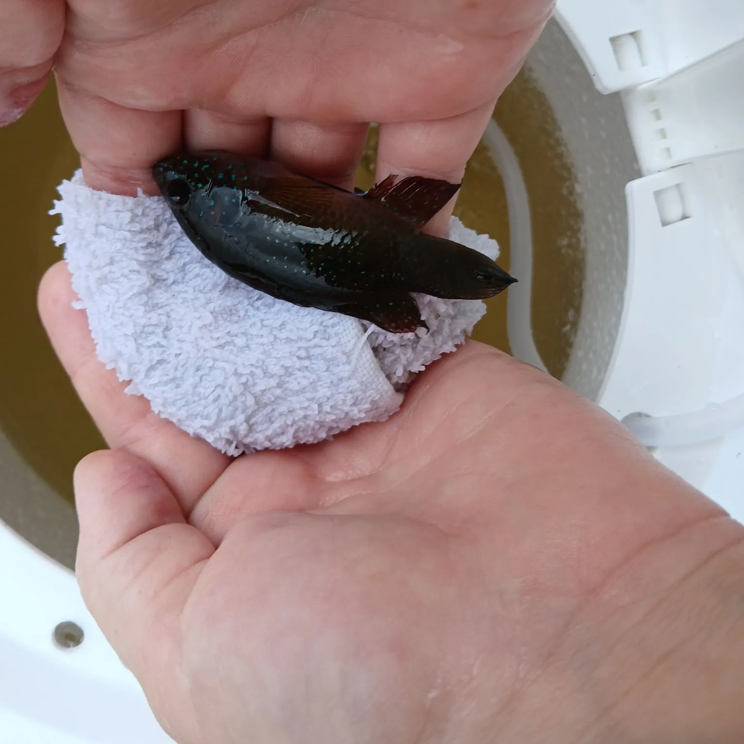 African Jewelfish caught on Fishbrain