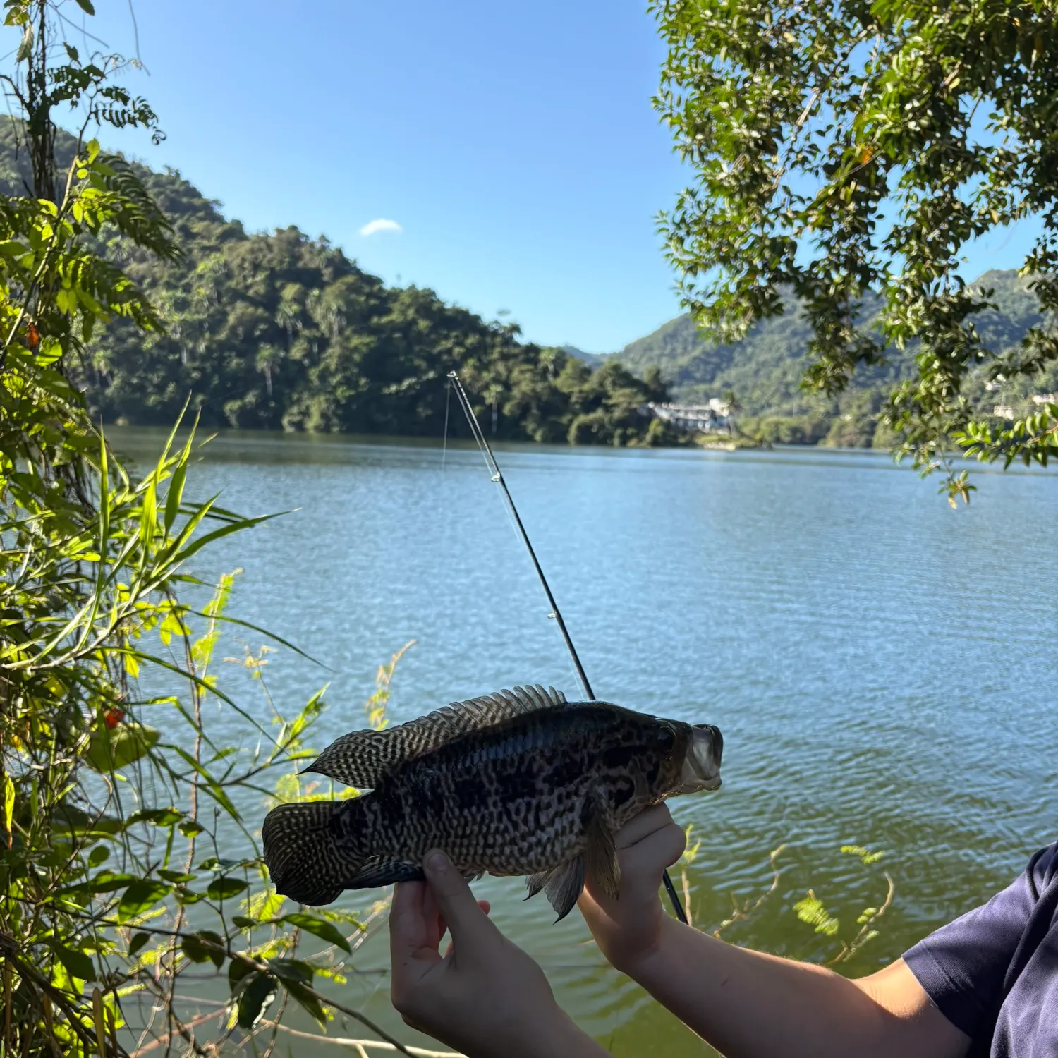 The most recent Jaguar cichlid catches on Fishbrain