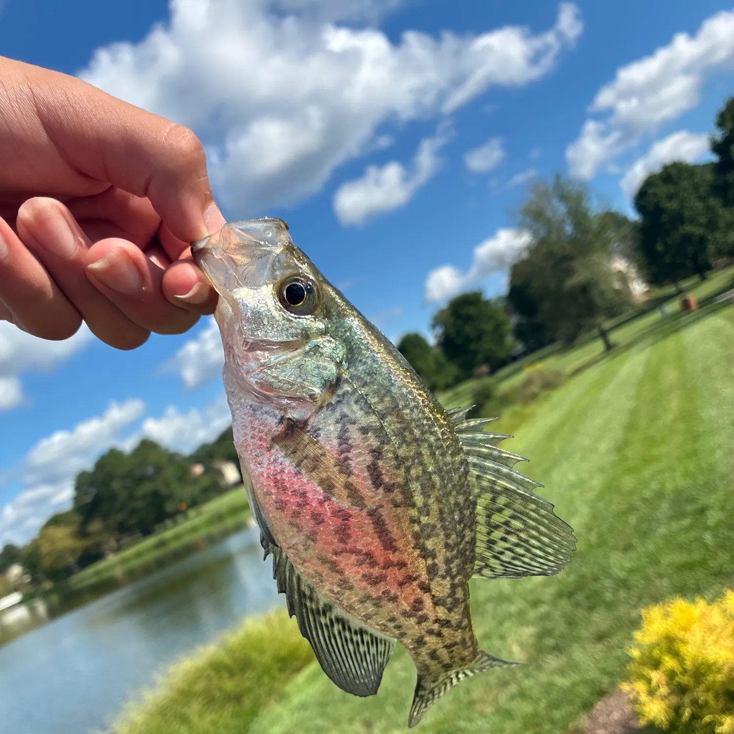 Black crappie caught on Fishbrain