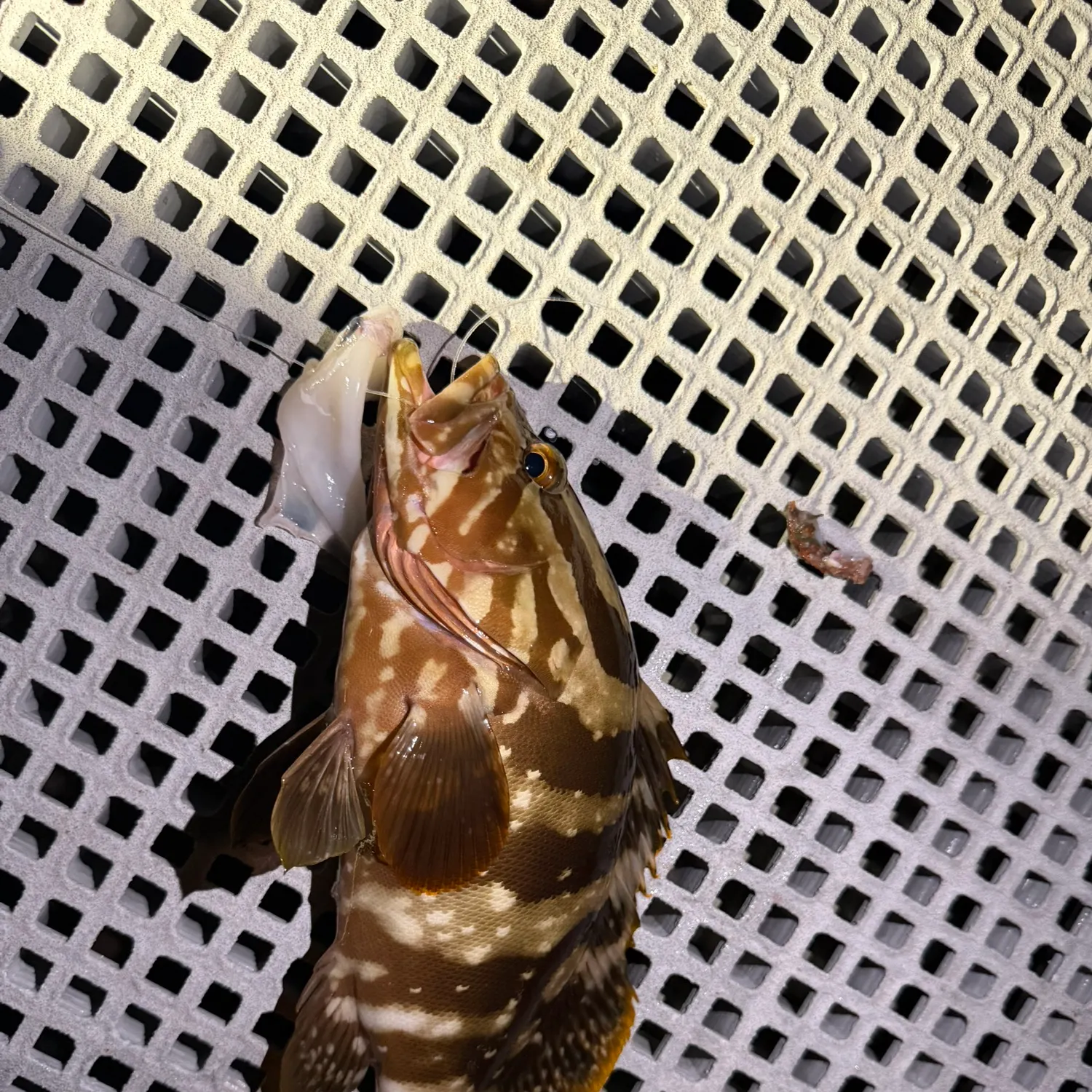 Rock hind caught on Fishbrain