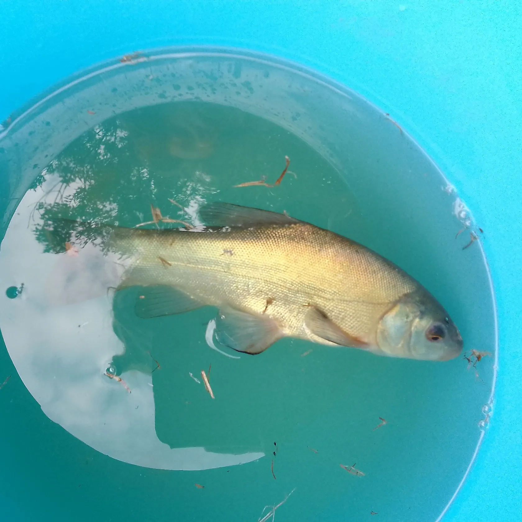 Fish caught on Fishbrain
