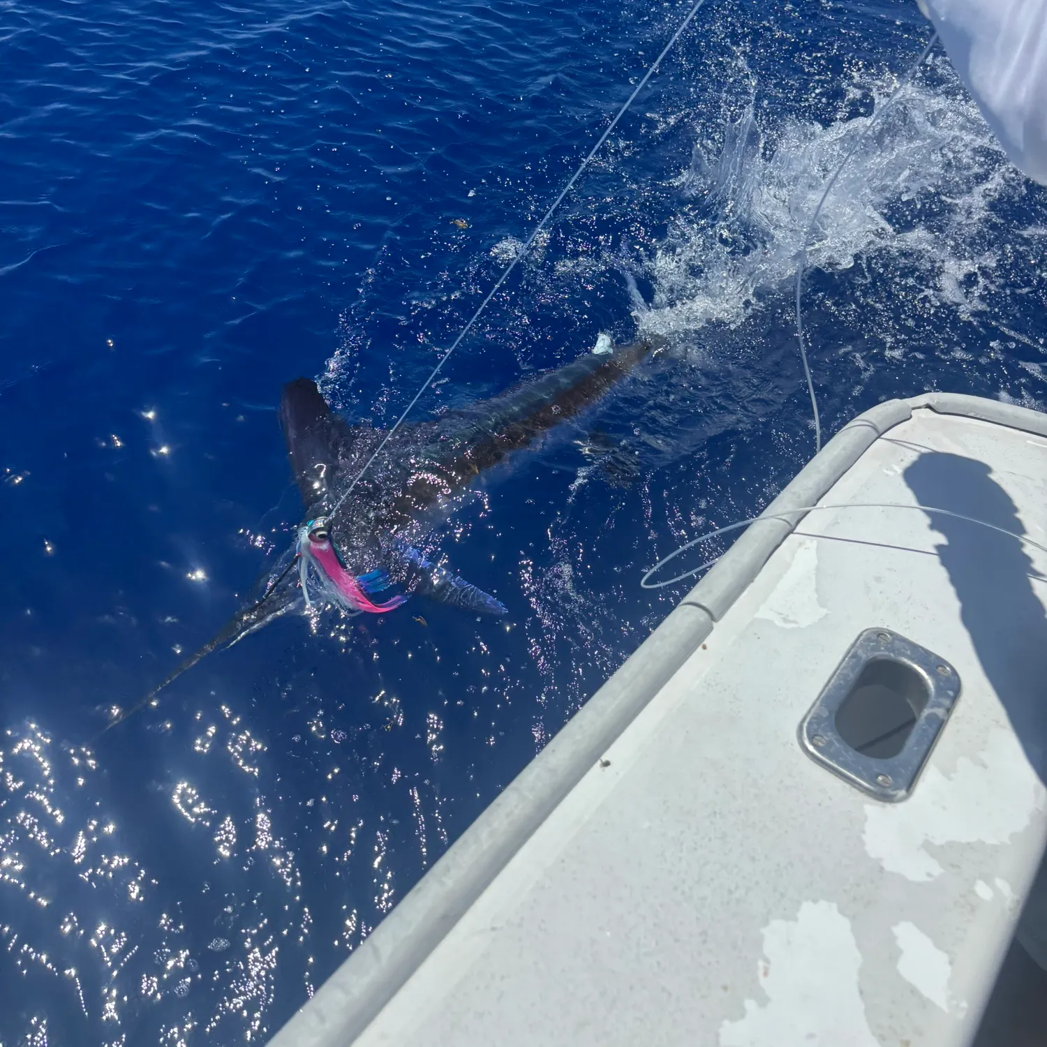 The most recent Atlantic white marlin catches on Fishbrain
