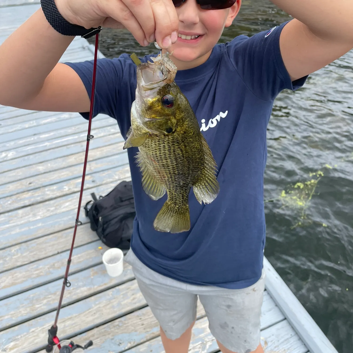 The most recent Rock bass catches on Fishbrain
