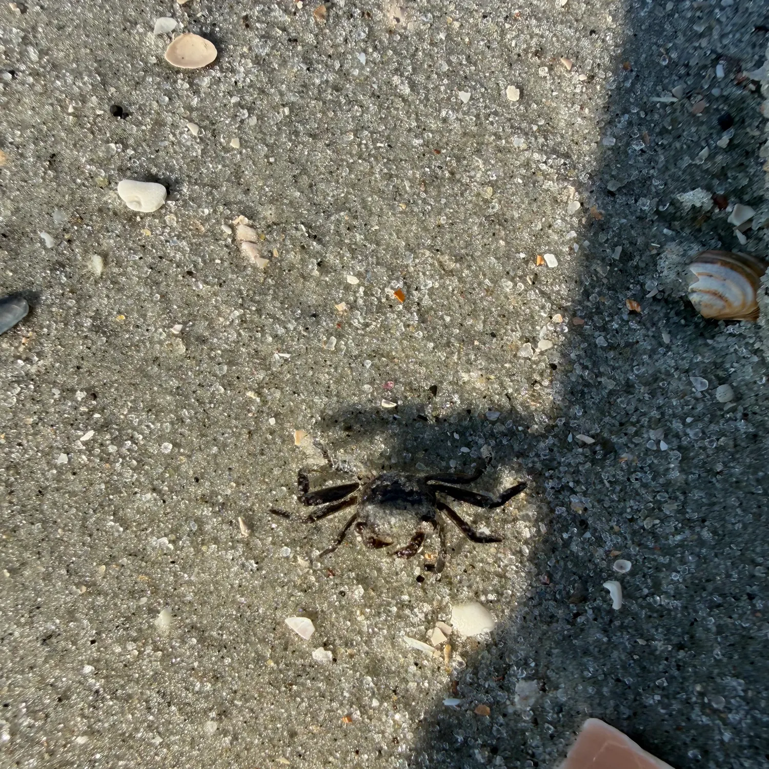 Threespot swimming crab caught on Fishbrain