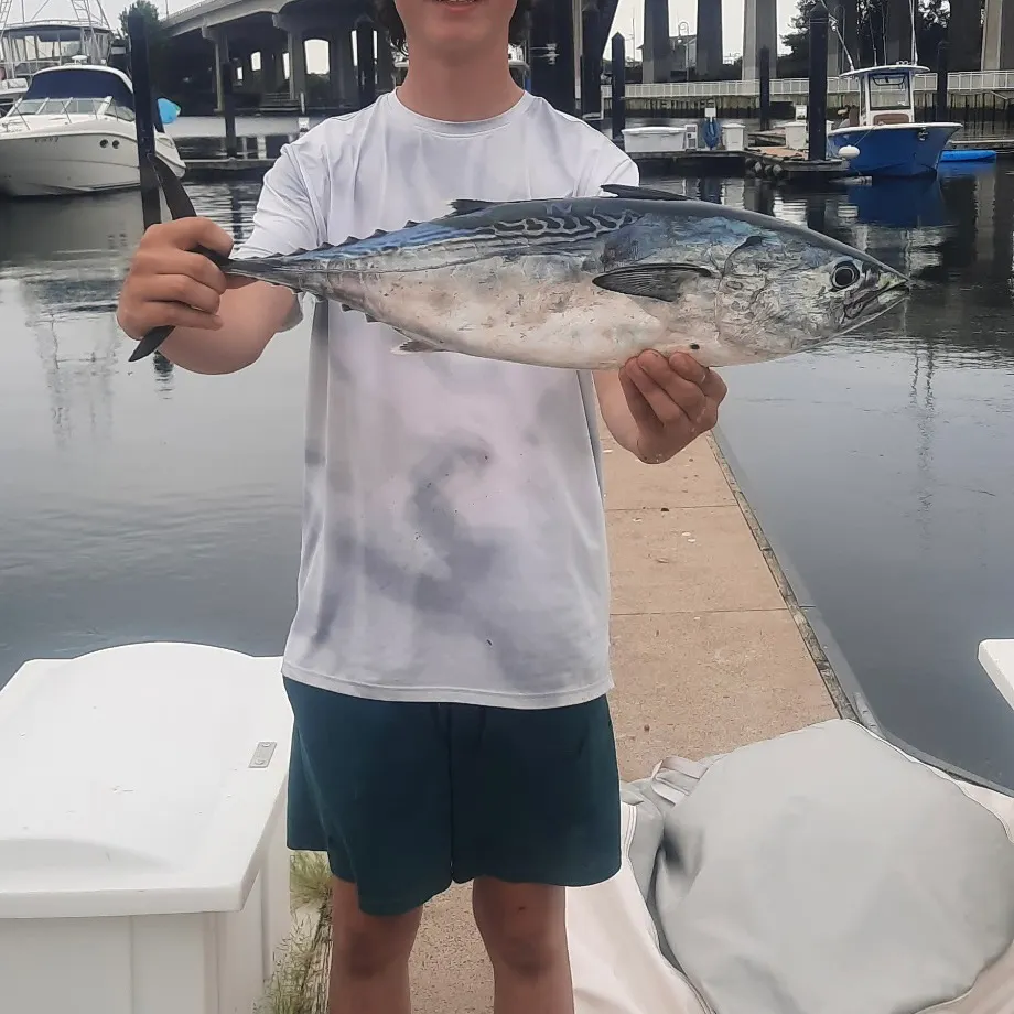 The most recent Albacore catches on Fishbrain