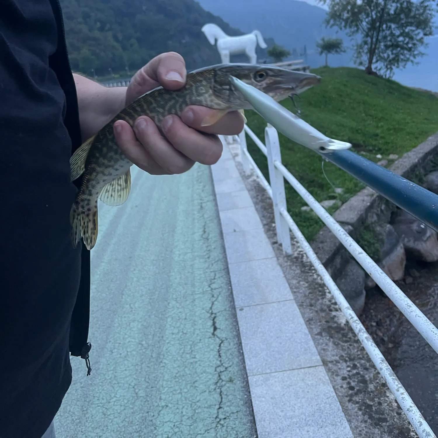 Northern pike caught on Fishbrain