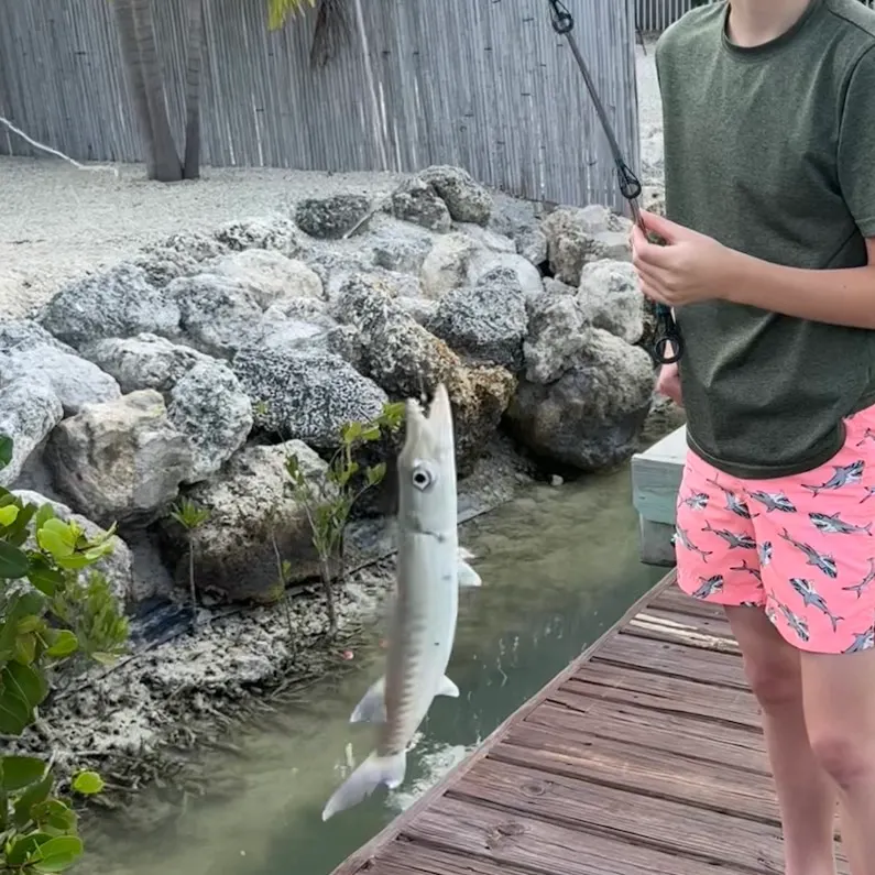 The most recent Flat needlefish catches on Fishbrain