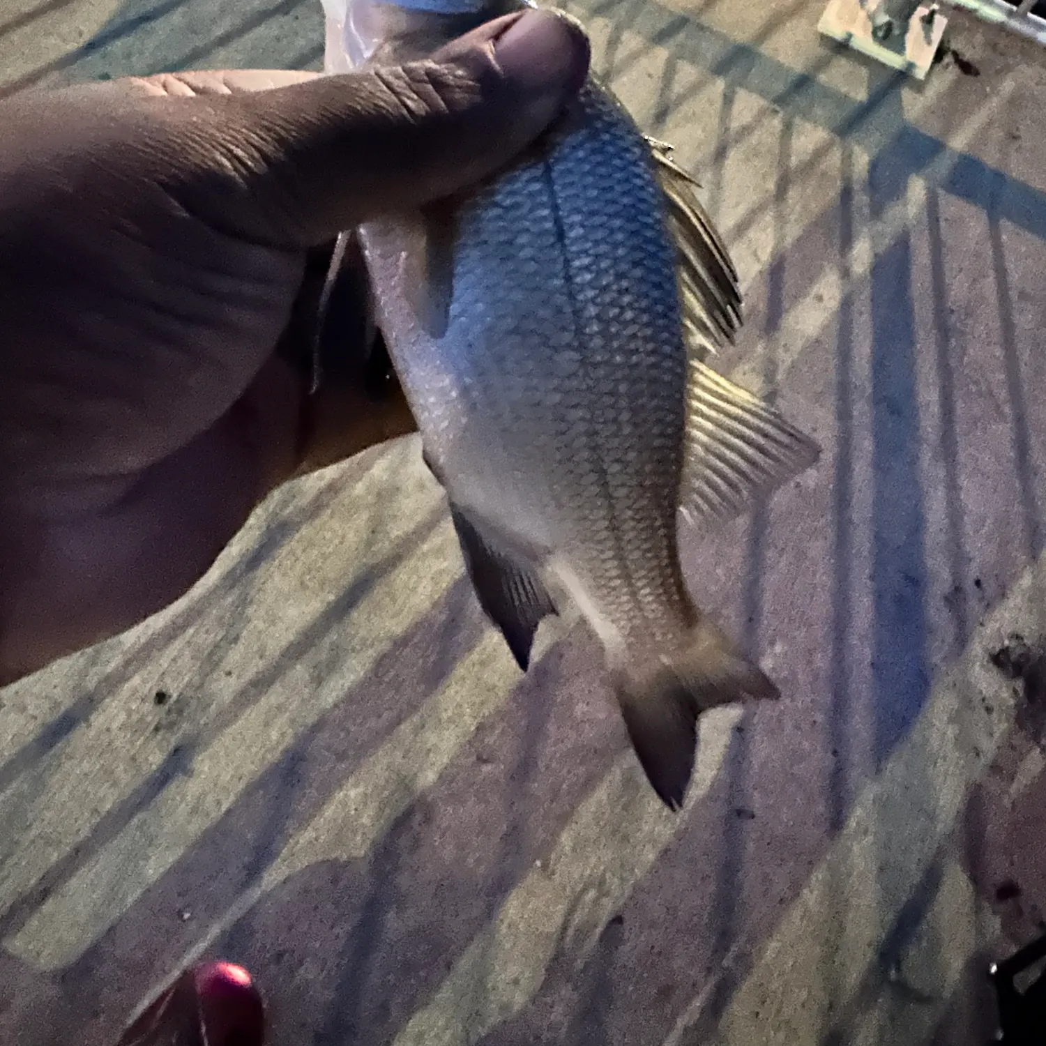 White perch caught on Fishbrain