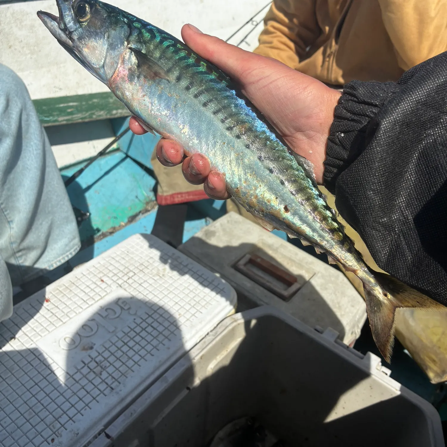 Atlantic mackerel caught on Fishbrain