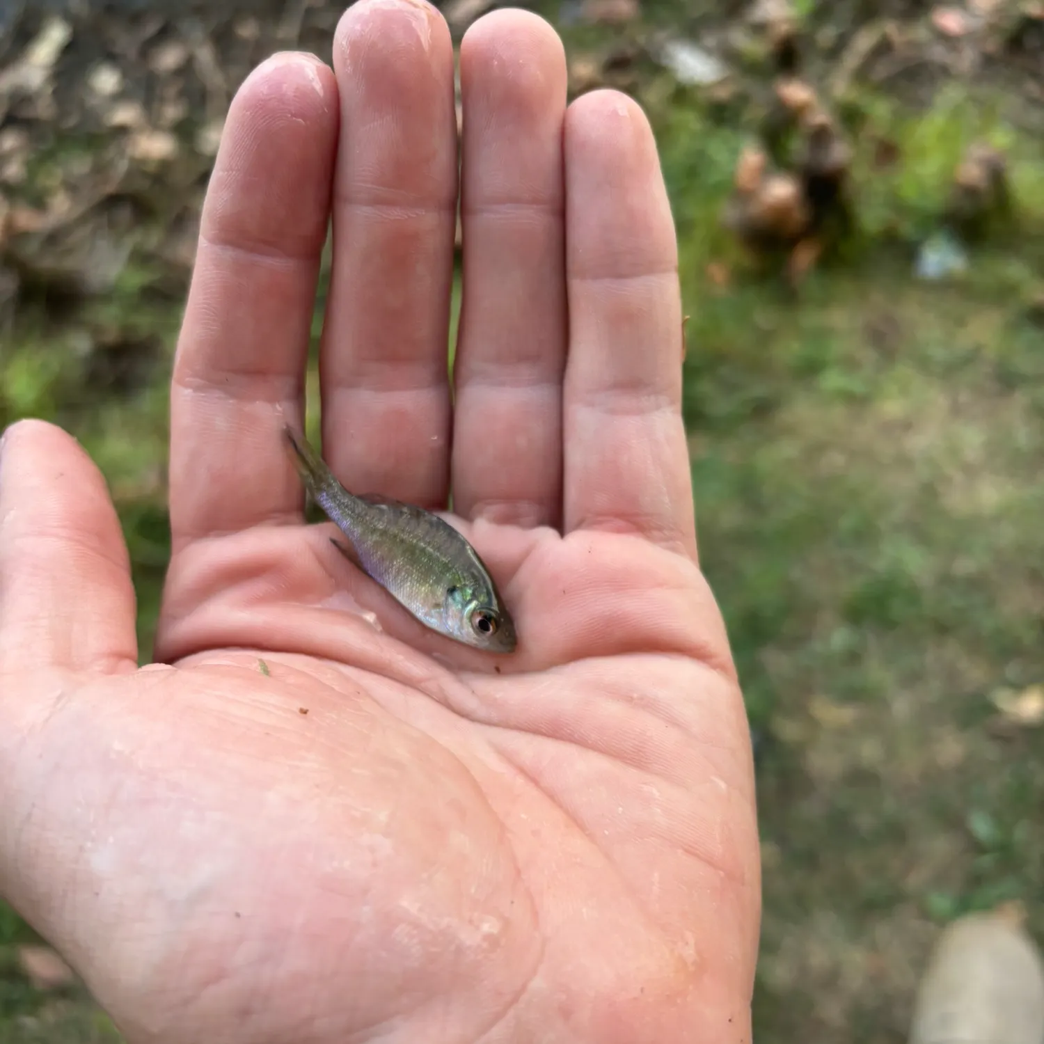 The most recent Atlantic white marlin catches on Fishbrain