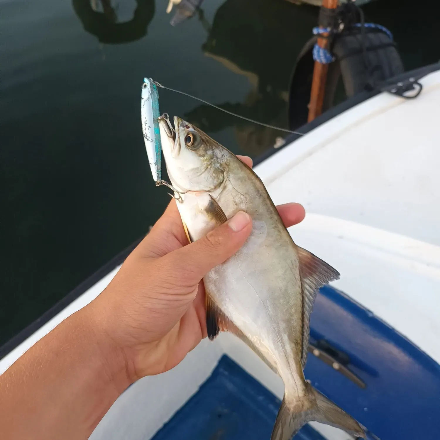 The most recent Leerfish catches on Fishbrain