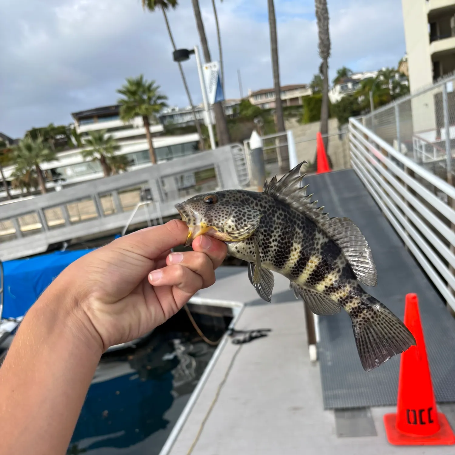 Spotted sand bass caught on Fishbrain