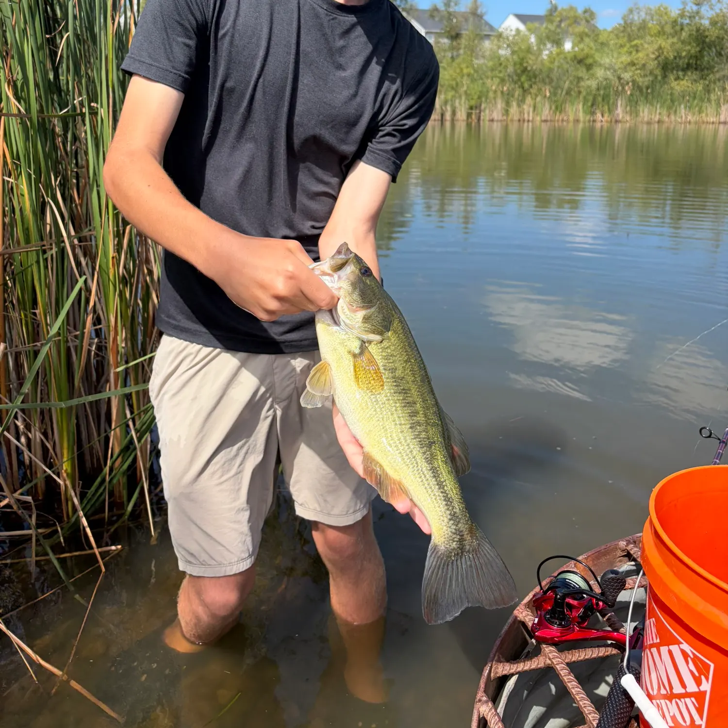 Largemouth bass caught on Fishbrain