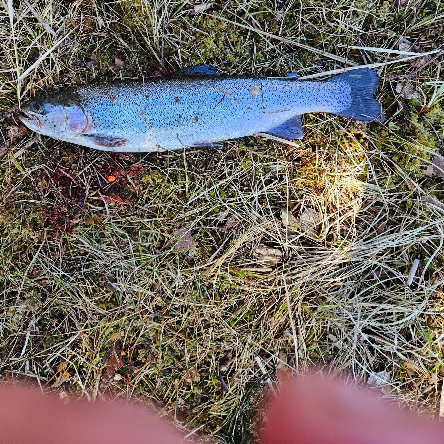 Rainbow trout caught on Fishbrain