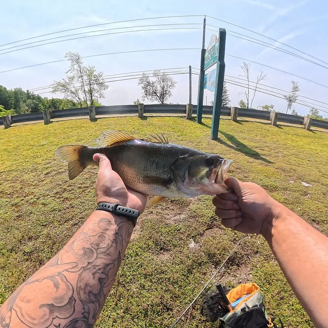 Largemouth bass caught on Fishbrain
