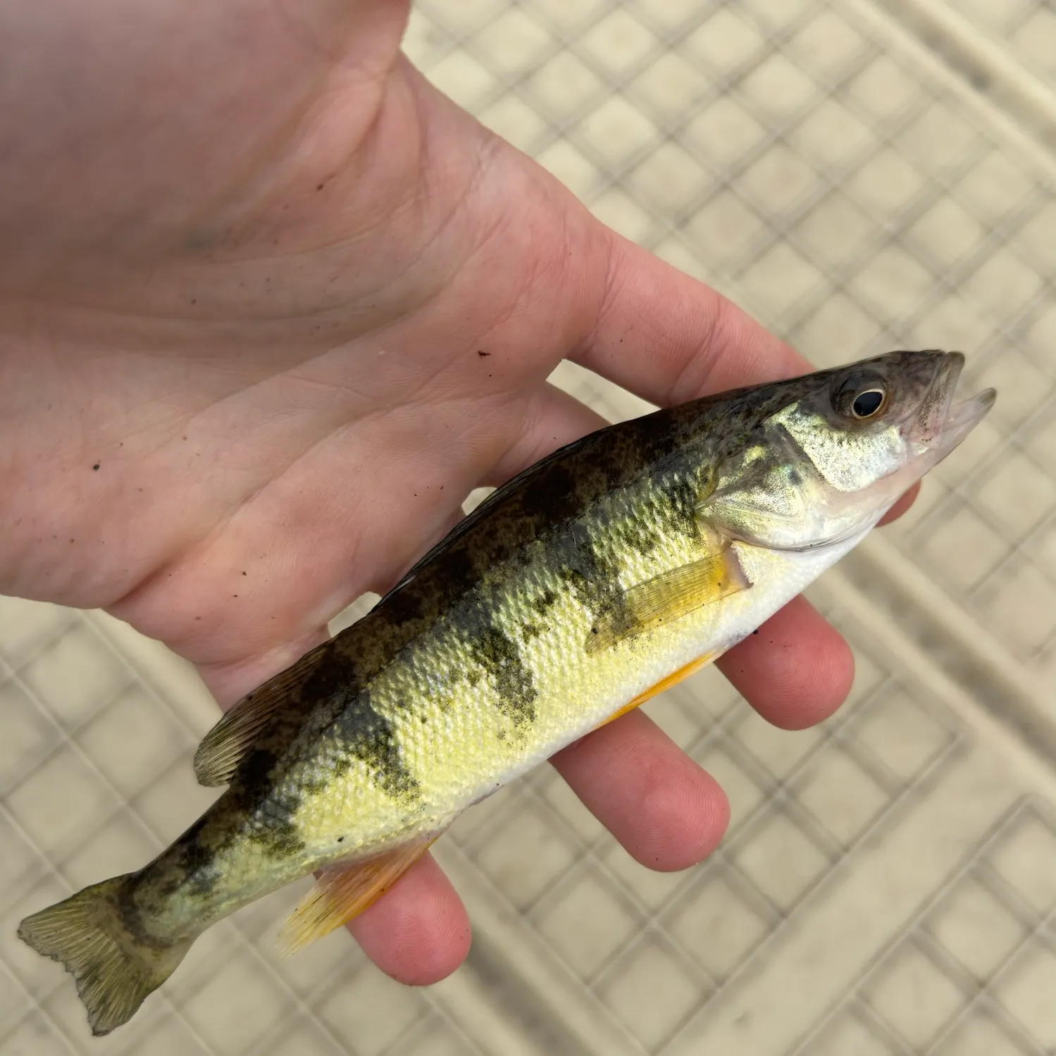 Yellow perch caught on Fishbrain