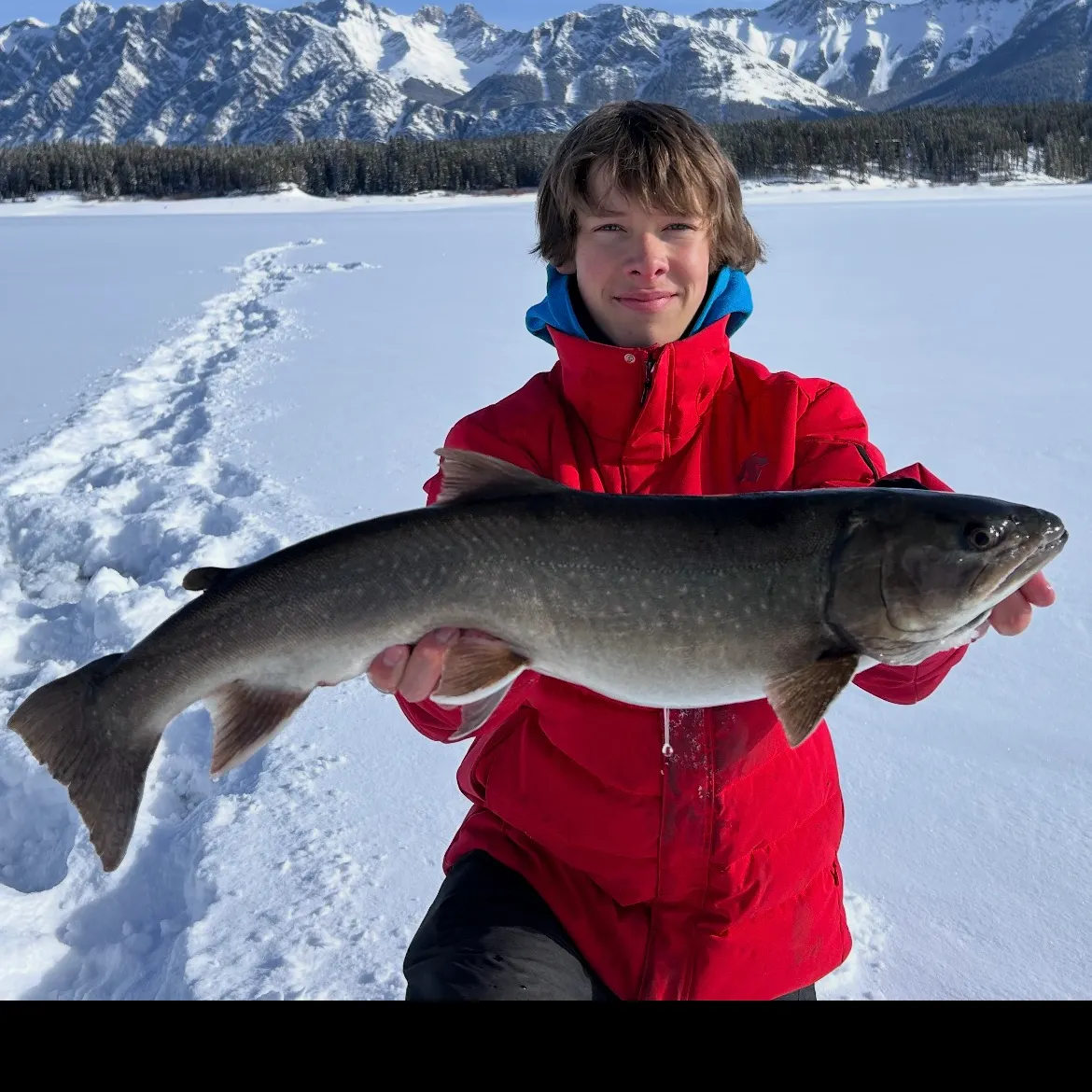 The most recent Bull trout catches on Fishbrain