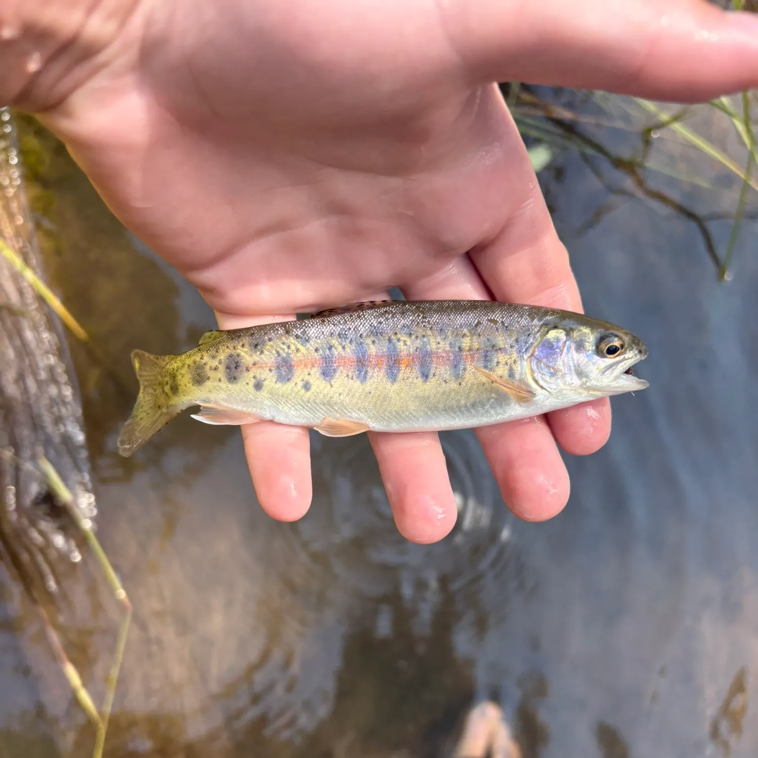 The most recent Golden trout catches on Fishbrain