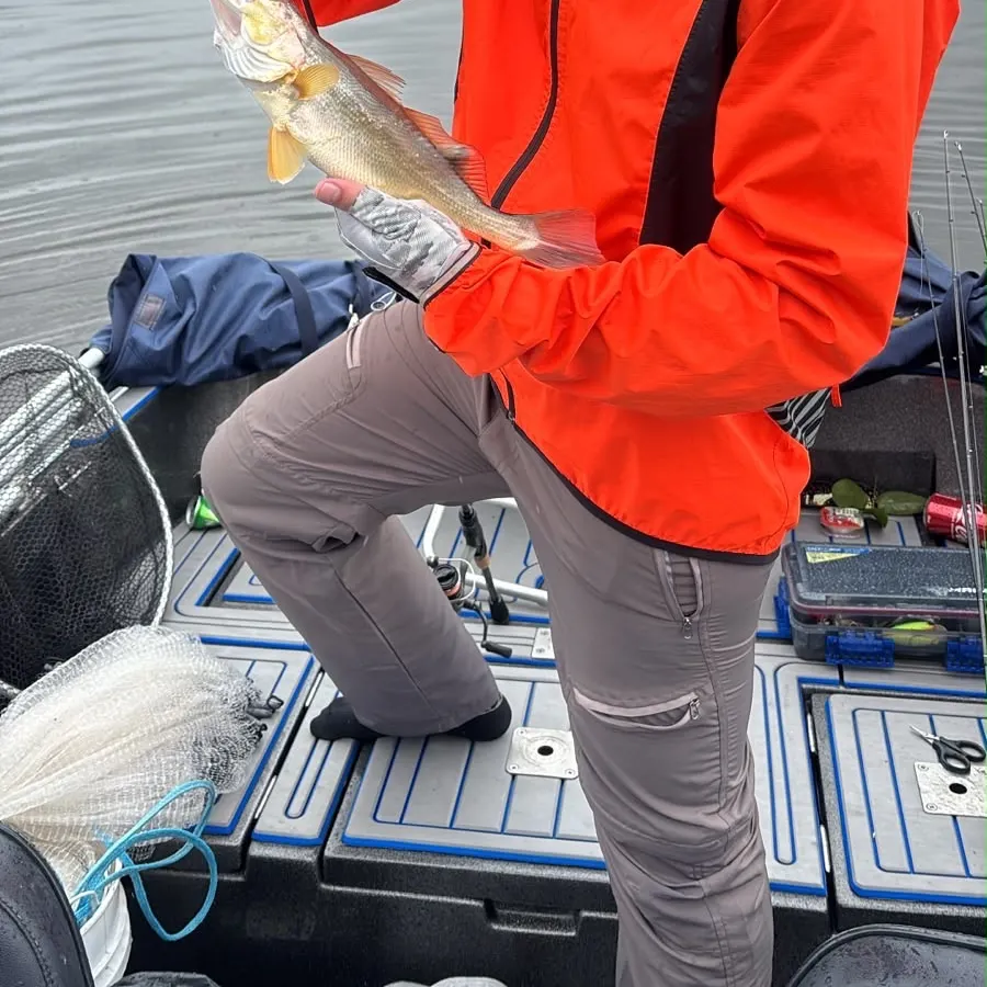 Gray weakfish caught on Fishbrain
