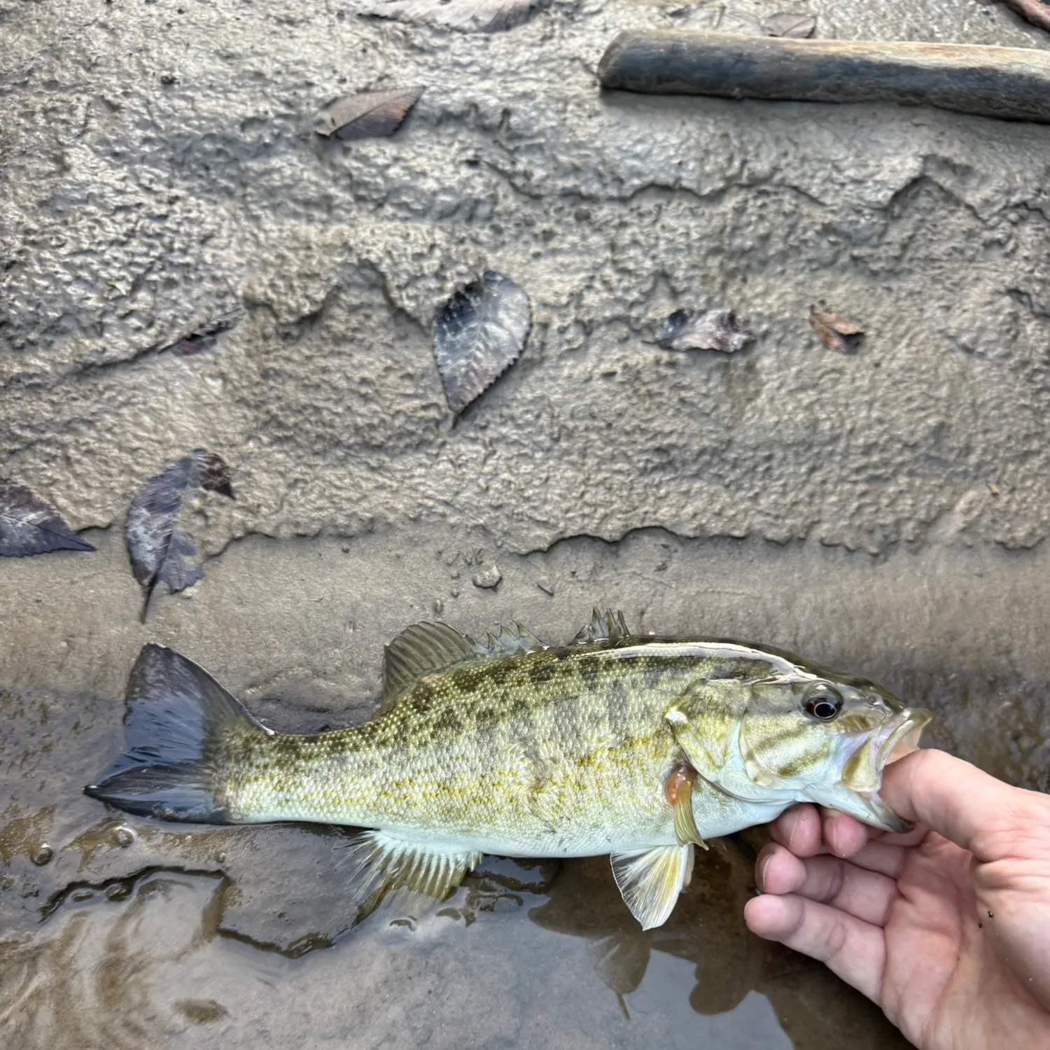 Smallmouth bass caught on Fishbrain