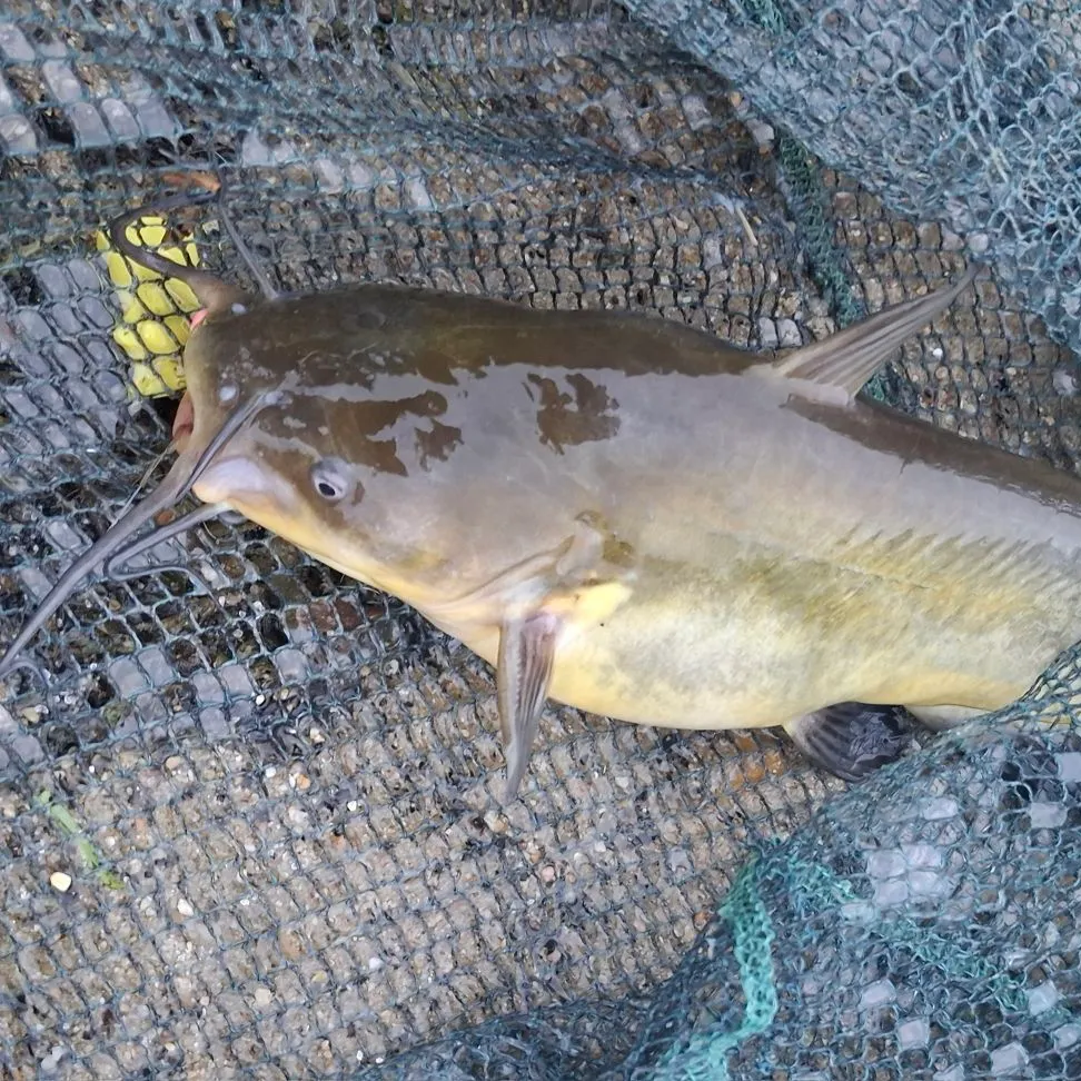 Black bullhead caught on Fishbrain