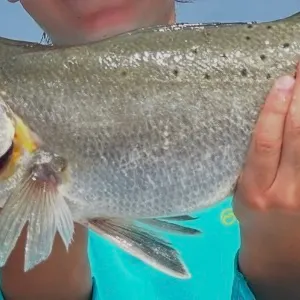 The most recent Spotted seatrout catches on Fishbrain