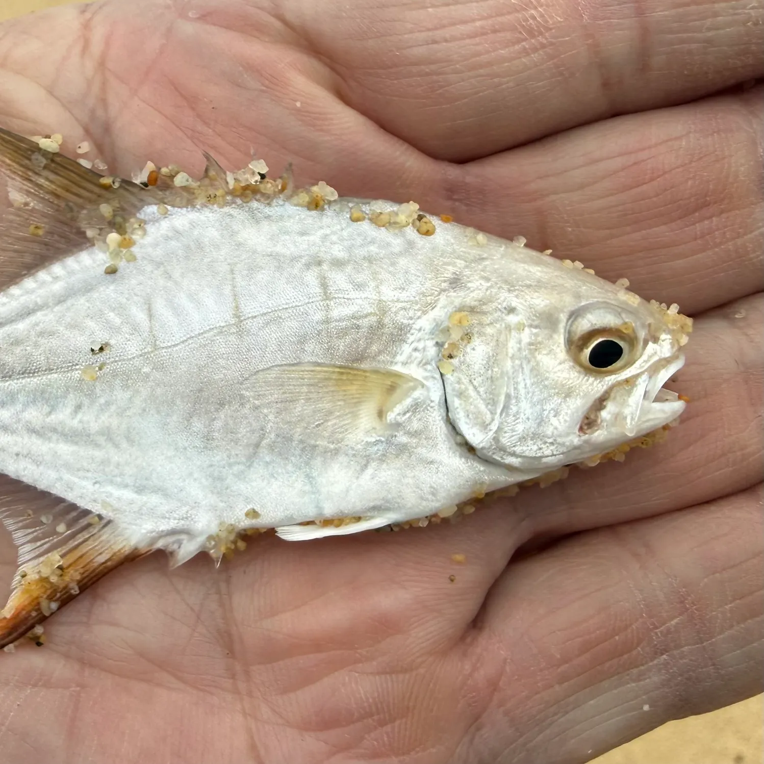 The most recent Gafftopsail pompano catches on Fishbrain
