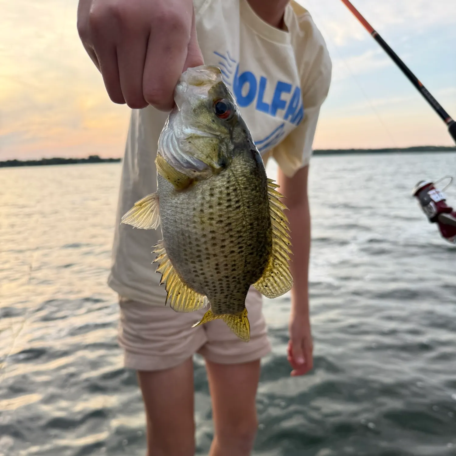 Rock bass caught on Fishbrain