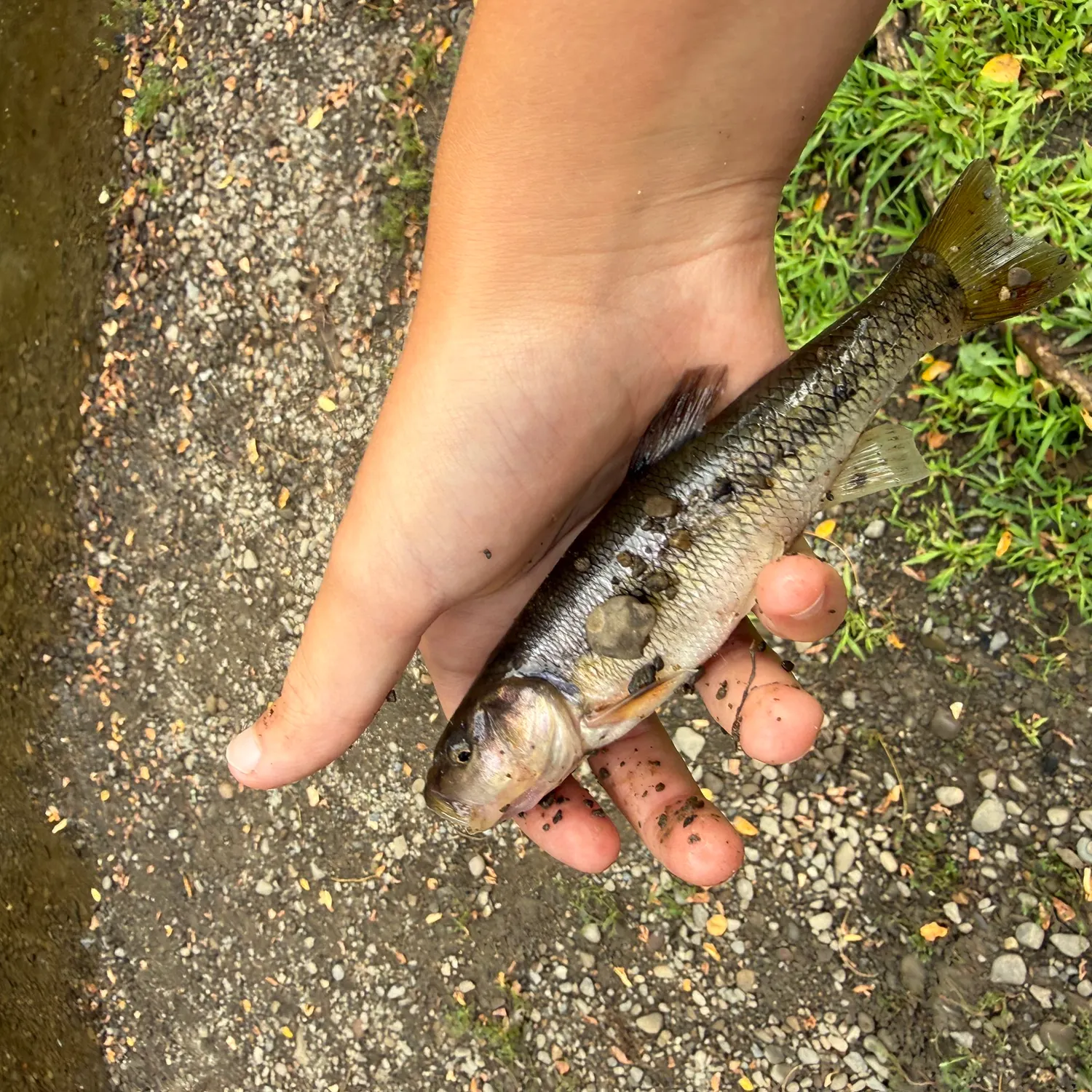 Creek chub caught on Fishbrain