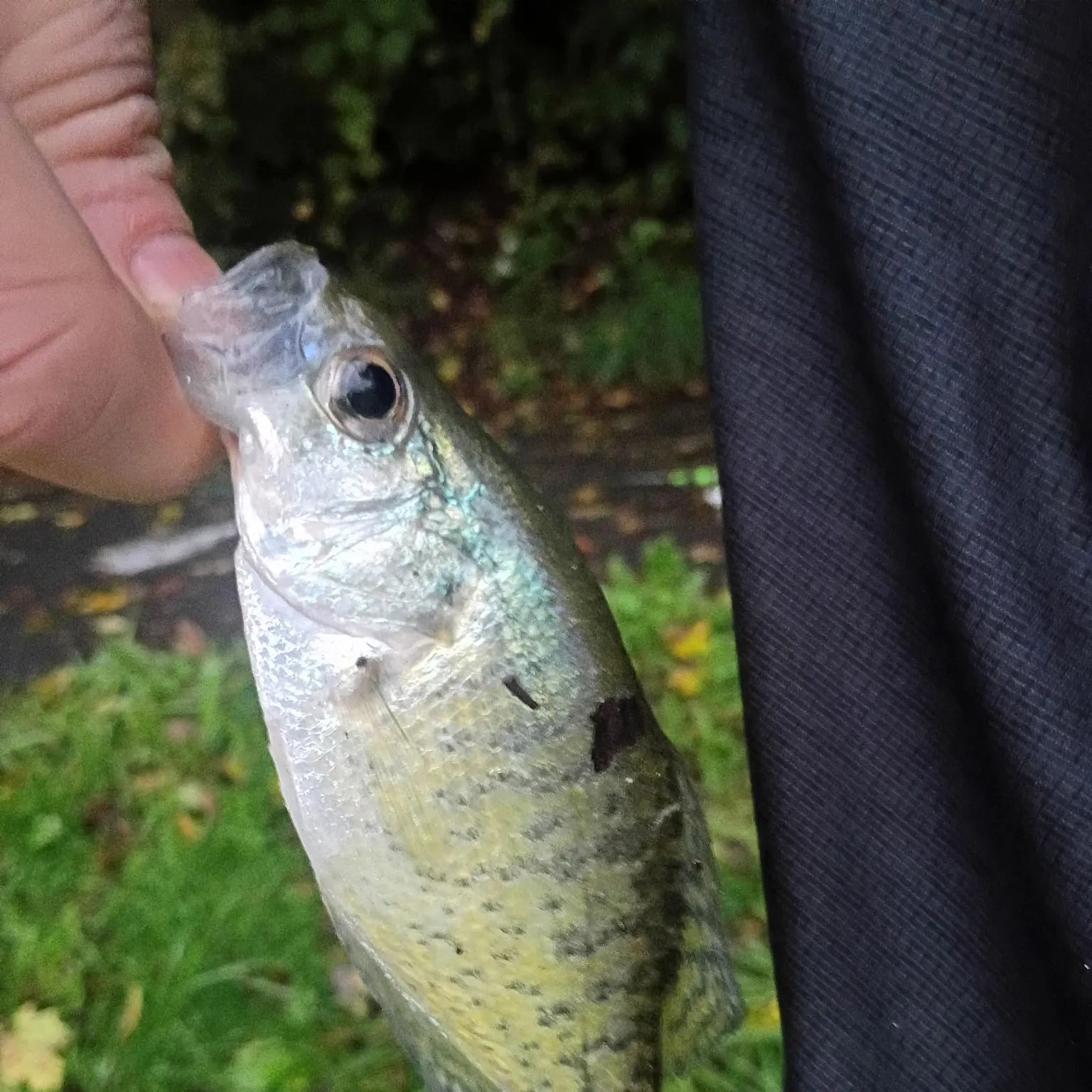 White crappie caught on Fishbrain