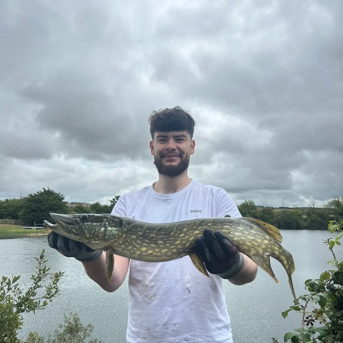 Northern pike caught on Fishbrain