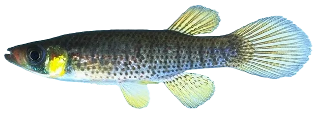 Russetfin topminnow