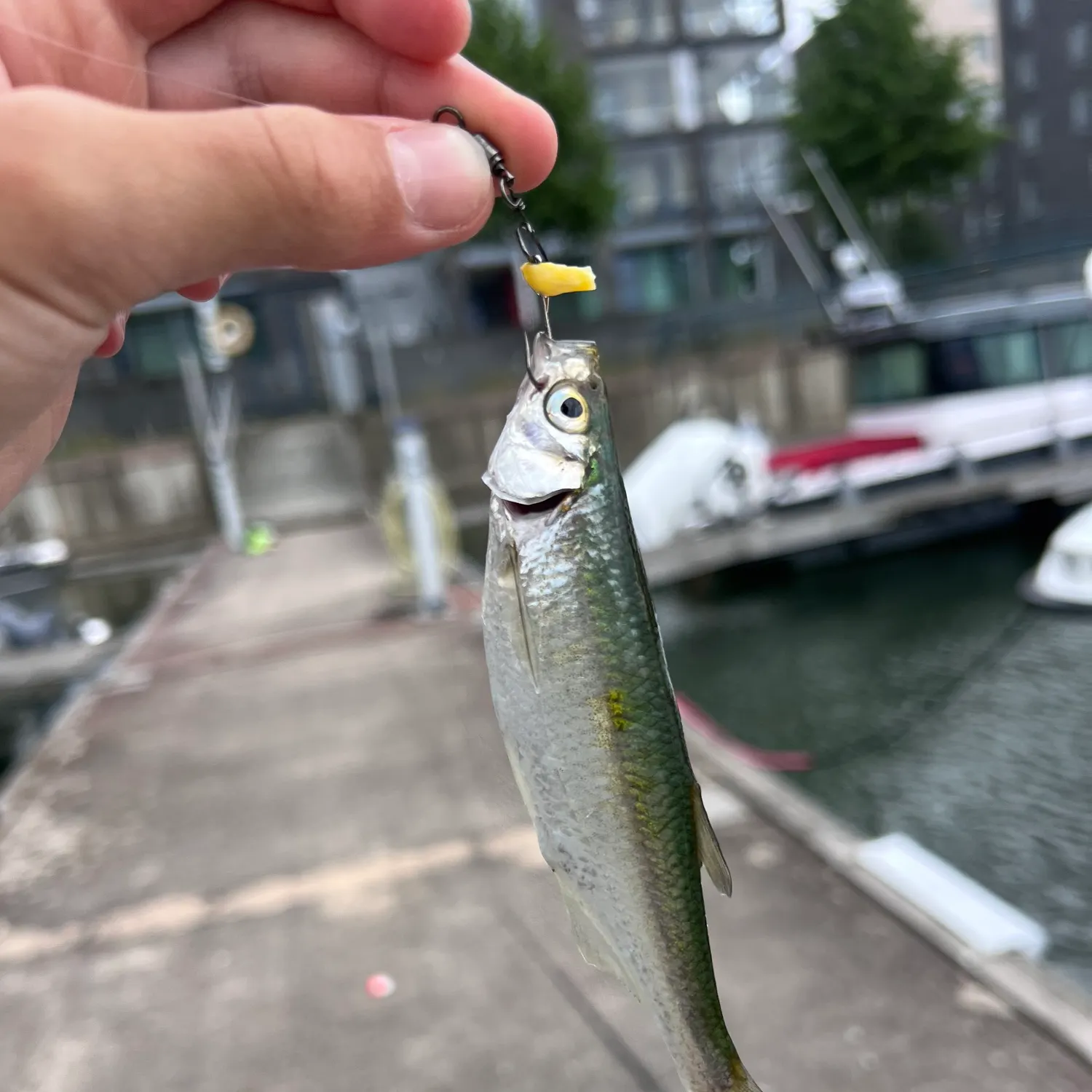 The most recent Common bleak catches on Fishbrain