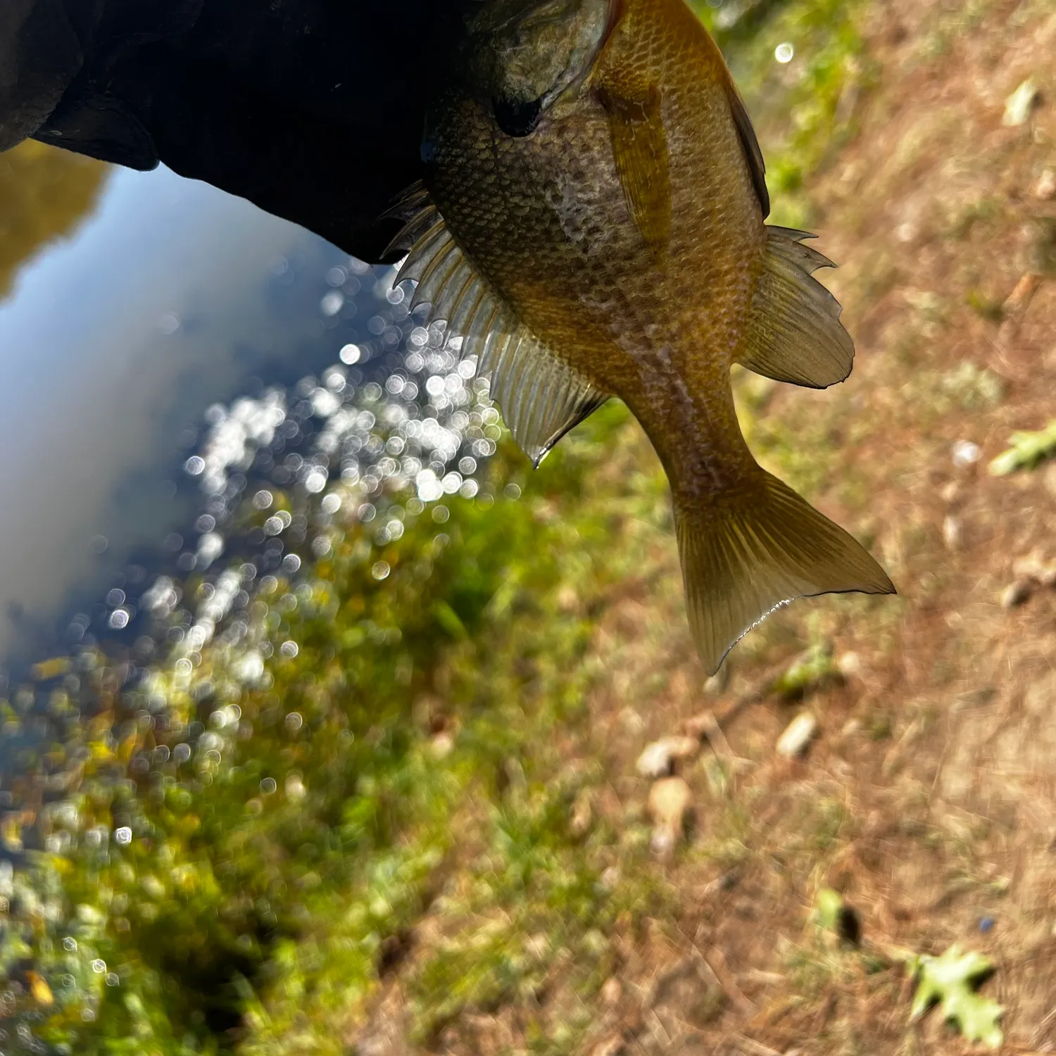 Bluegill caught on Fishbrain