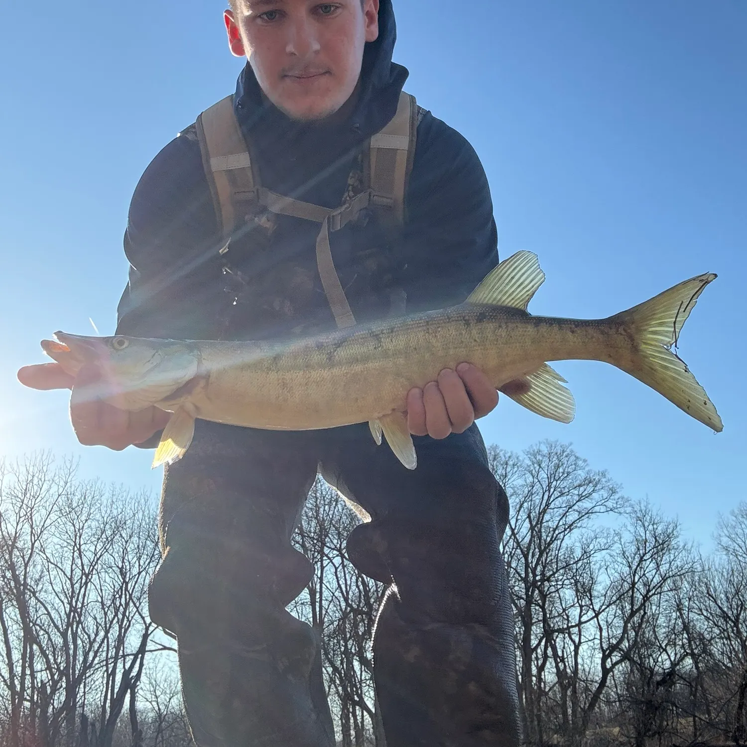 The most recent Muskellunge catches on Fishbrain