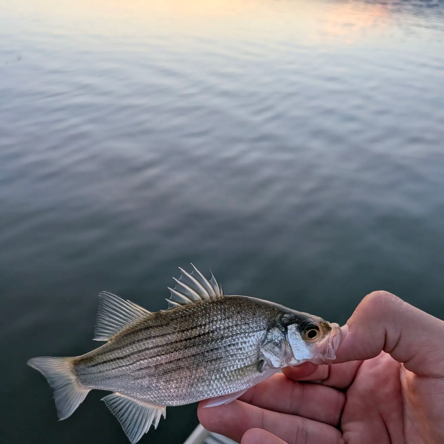 White bass caught on Fishbrain