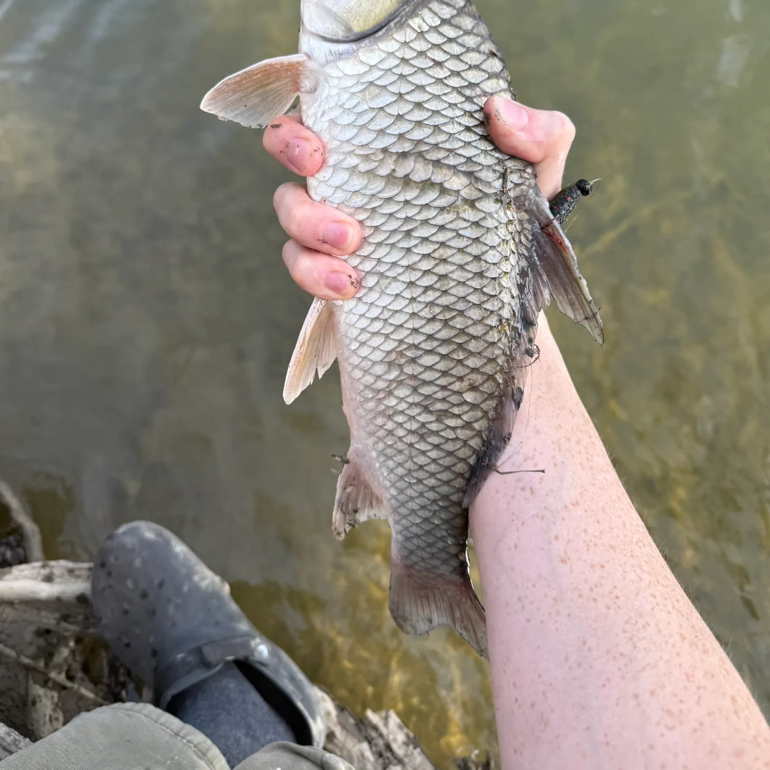 The most recent River carpsucker catches on Fishbrain