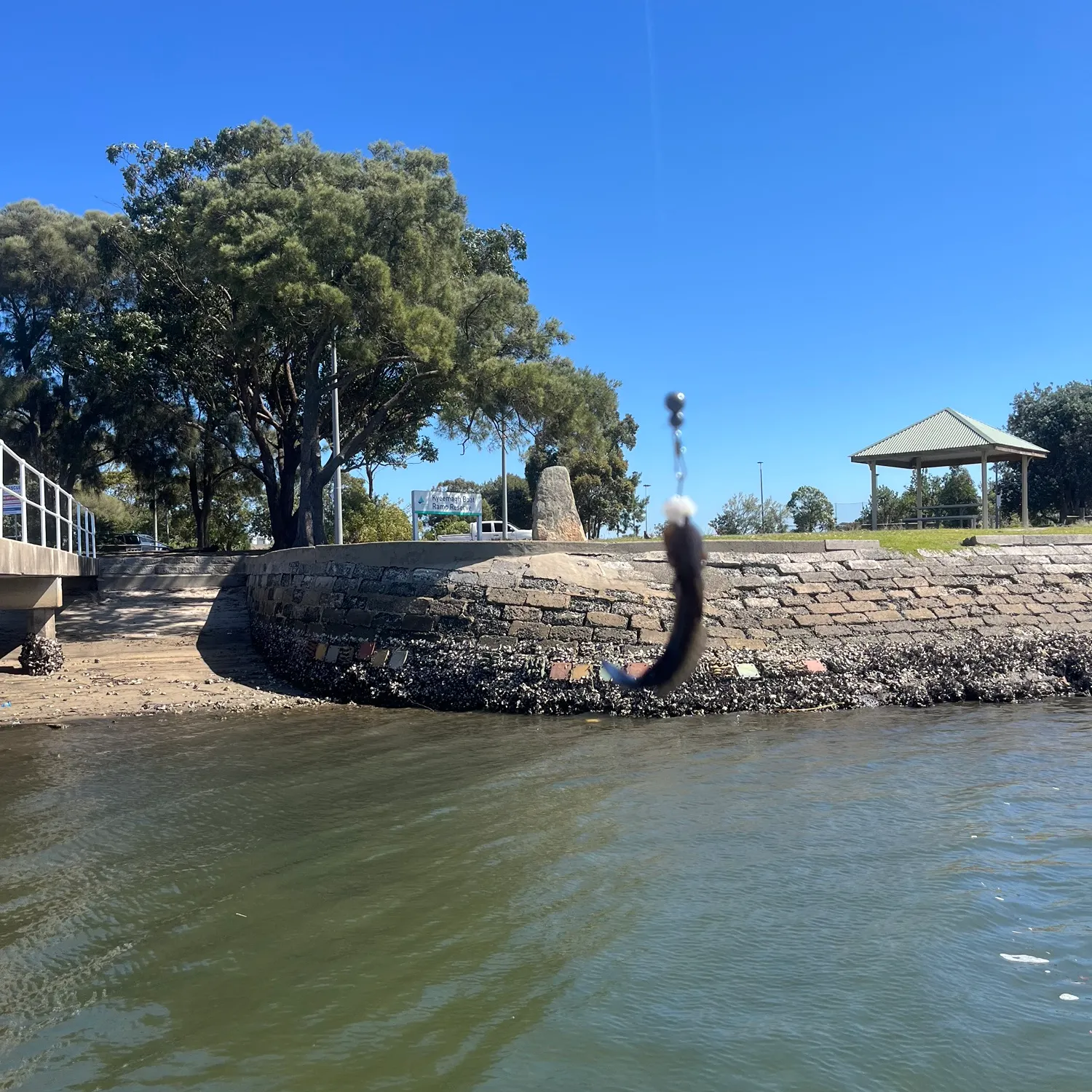 Fish caught on Fishbrain