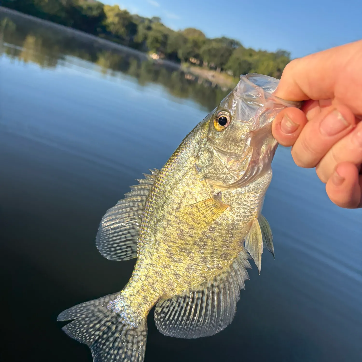 Black crappie caught on Fishbrain