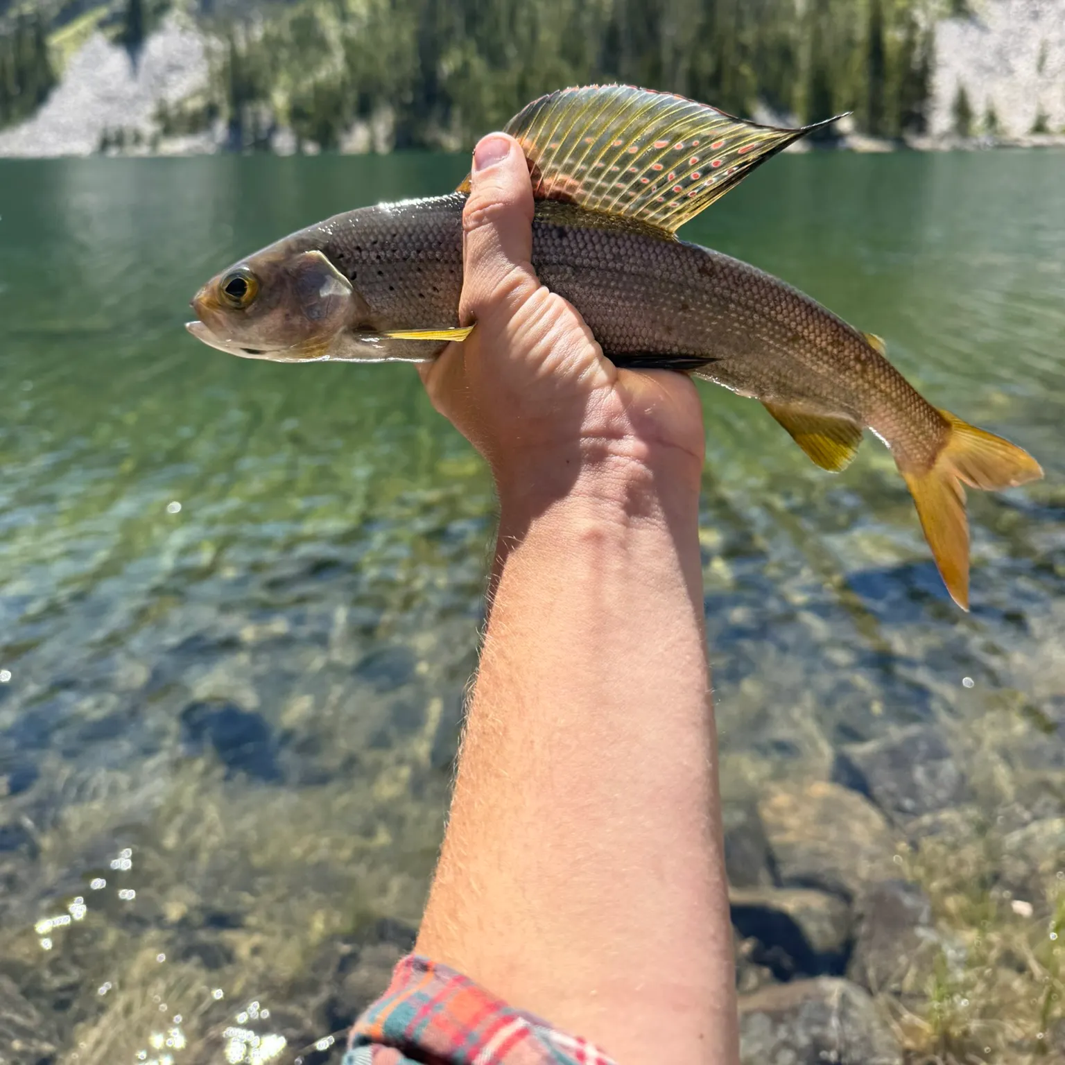 The most recent Arctic grayling catches on Fishbrain