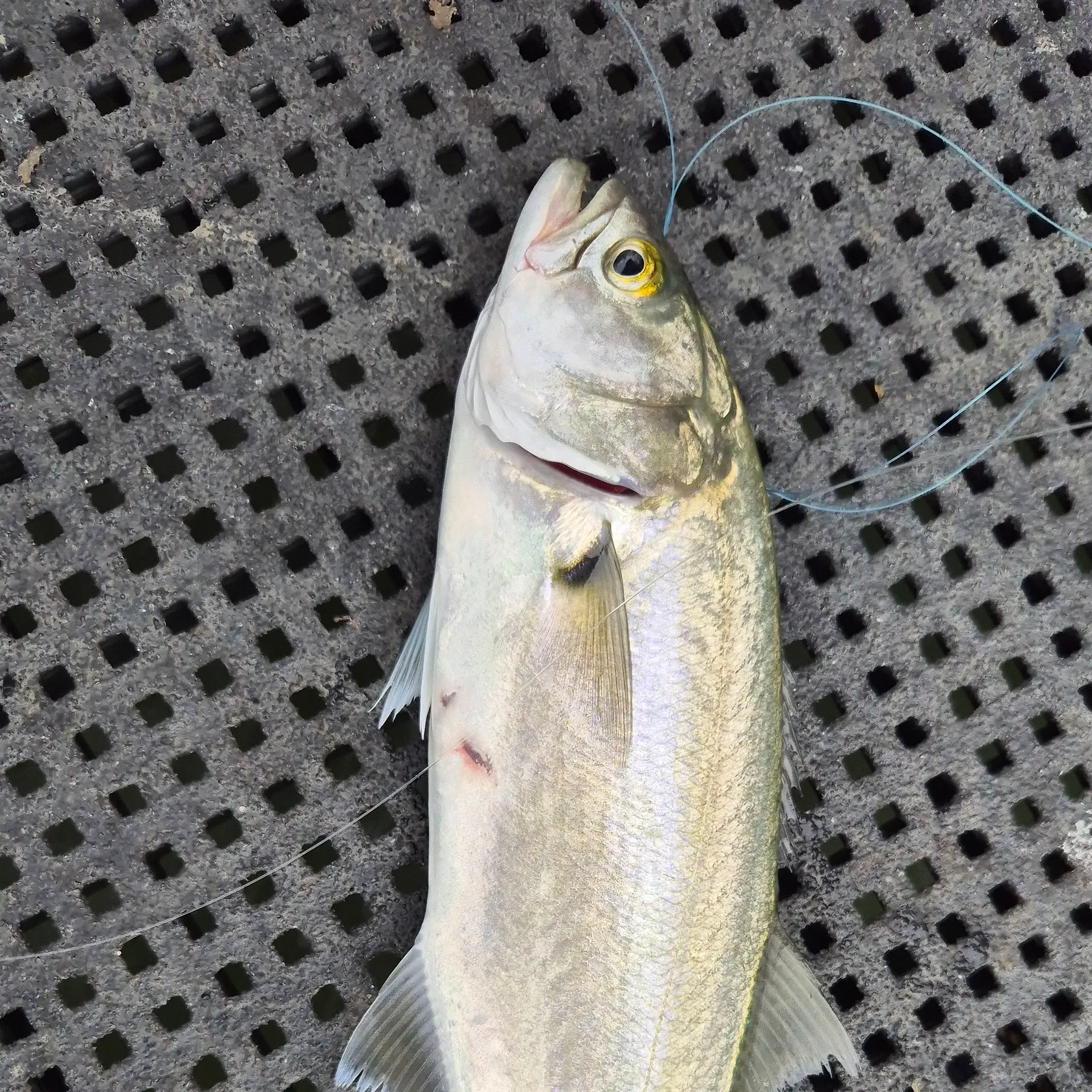 The most recent Bluefish catches on Fishbrain