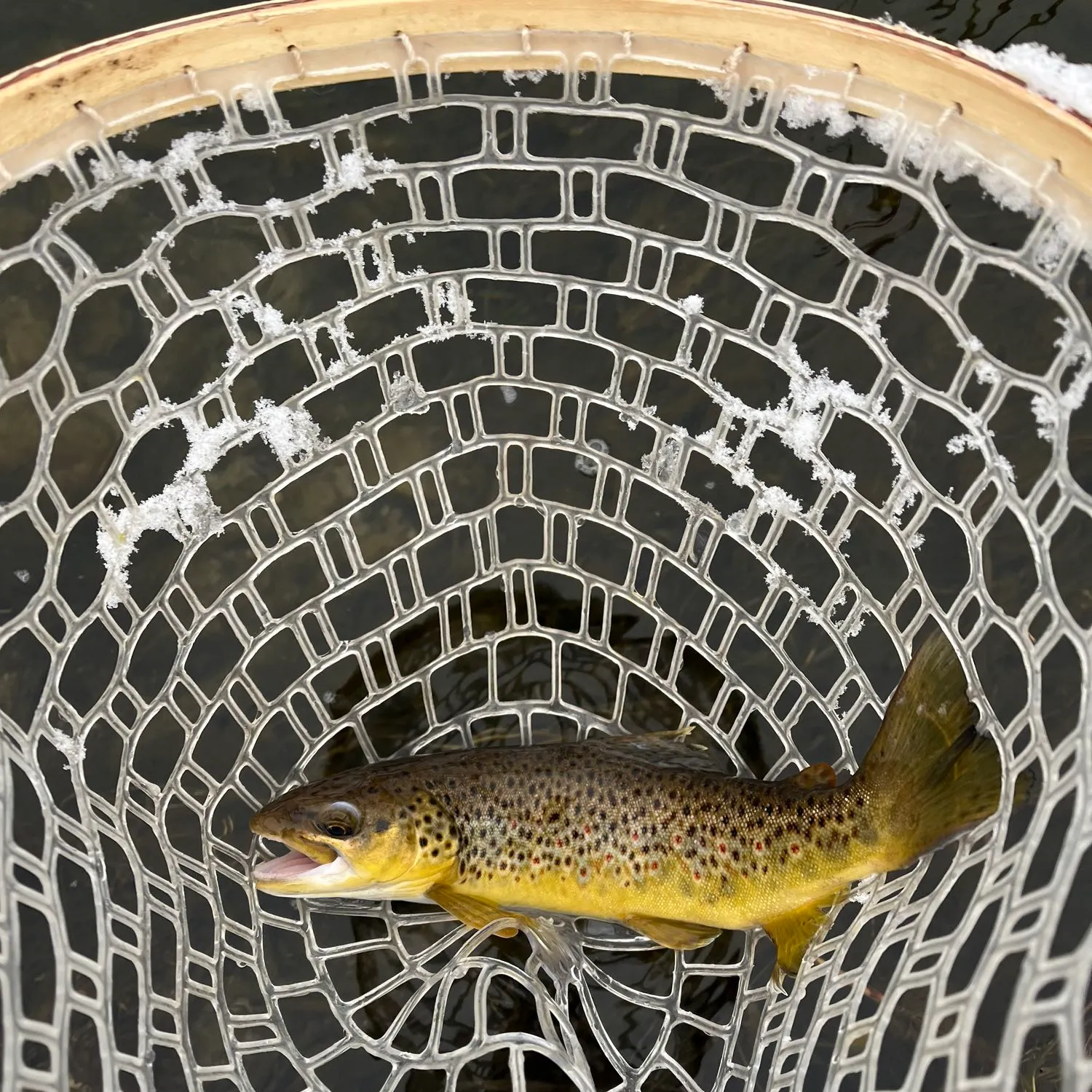 angler catch