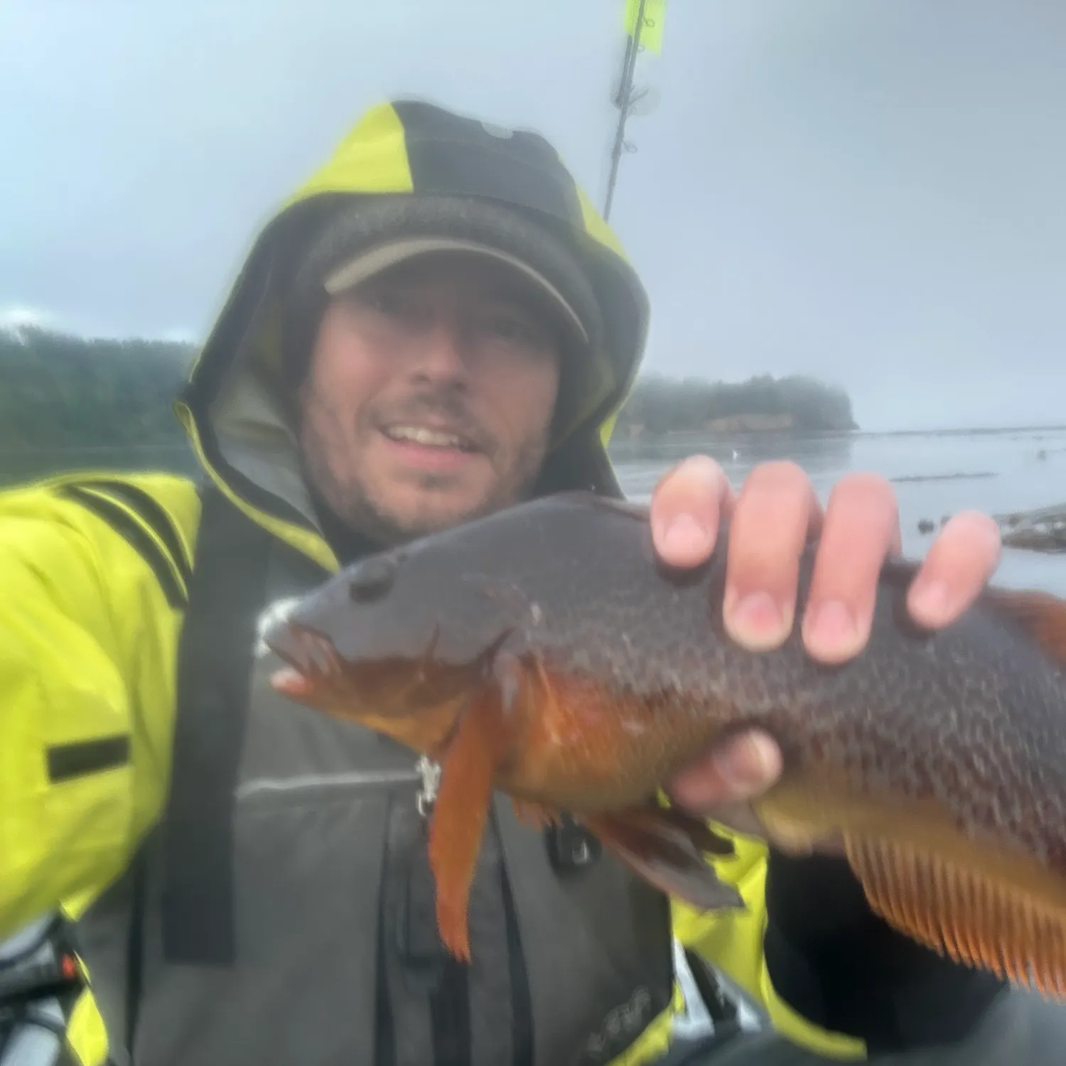 Kelp greenling caught on Fishbrain