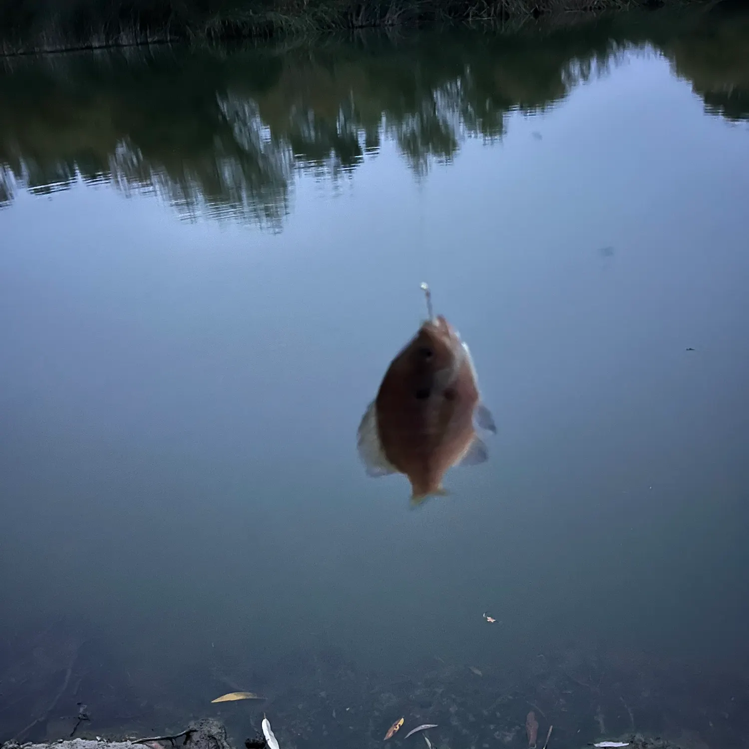 Bluegill caught on Fishbrain