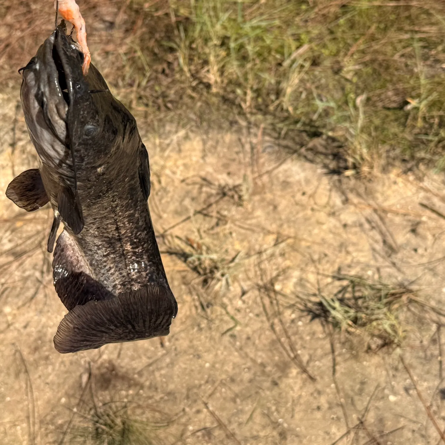 Brown bullhead caught on Fishbrain